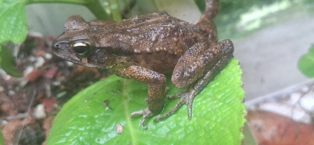Rhinella, anfíbios, fotografado em Maresias, São Sebastião