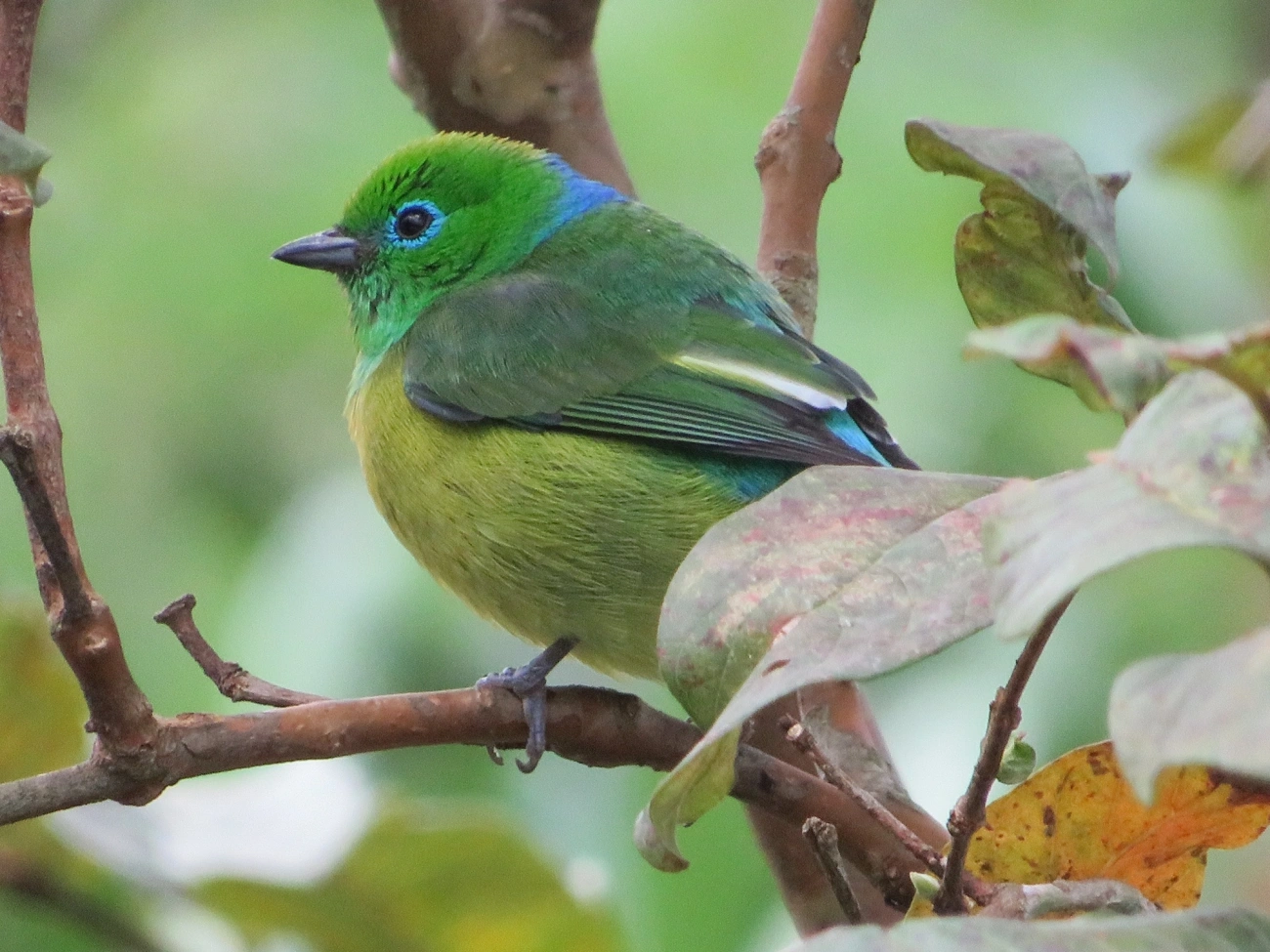 Gaturamo-bandeira (Chlorophonia cyanea), aves, fotografado em Maresias, São Sebastião
