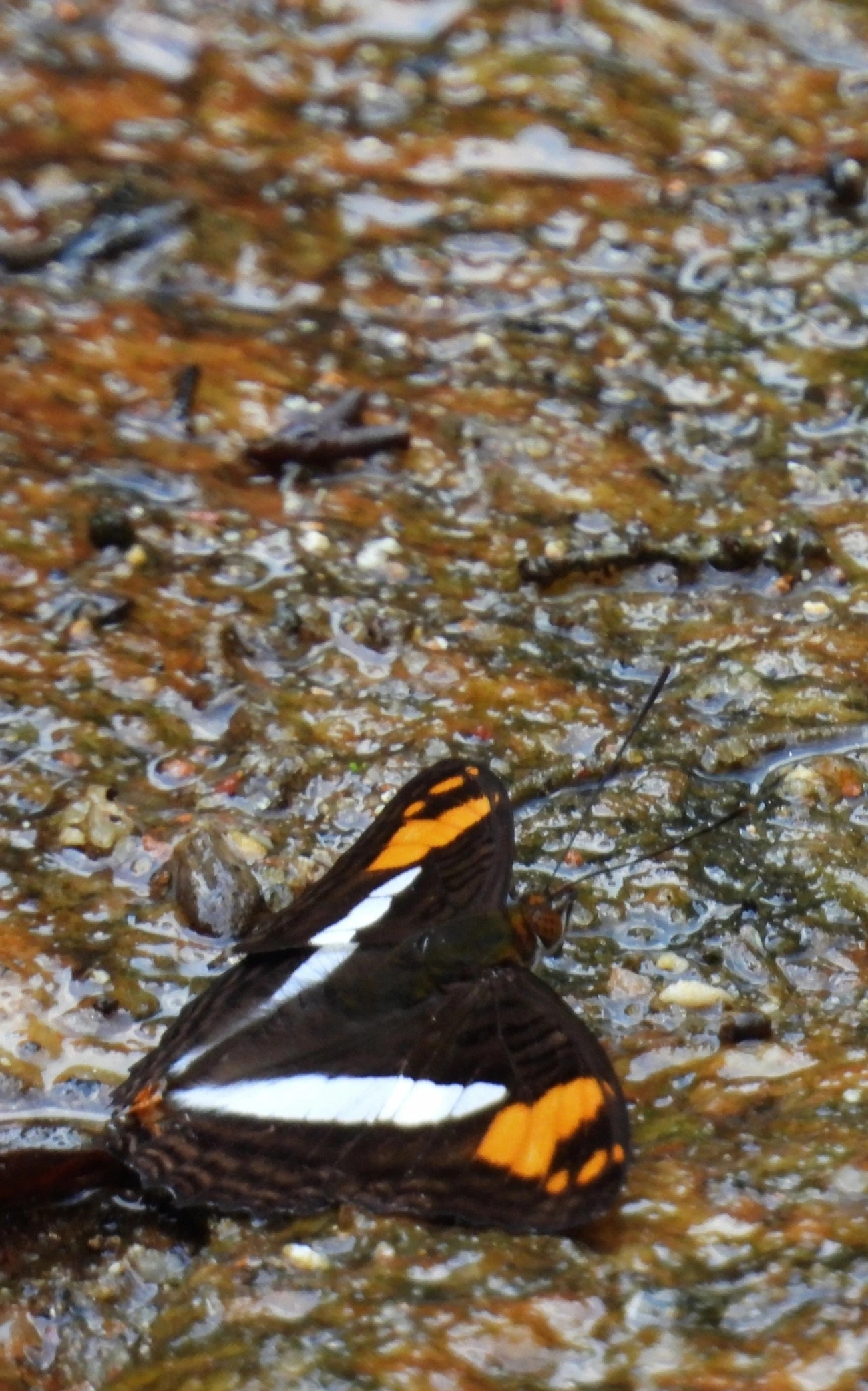 Adelpha, insetos, fotografado em Maresias, São Sebastião