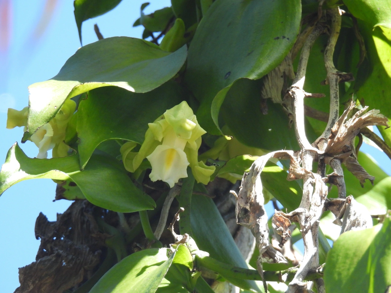Baunilha (Vanilla arcuata), plantas, fotografado em Maresias, São Sebastião