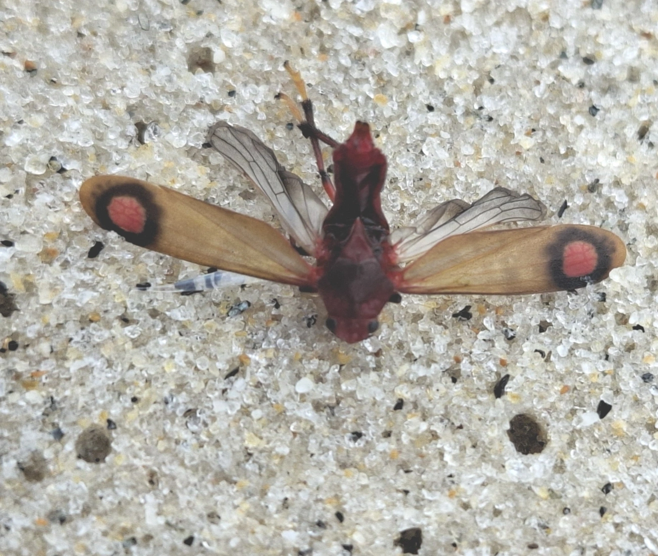 Neosphenorhina curvipenis, insetos, fotografado em Maresias, São Sebastião