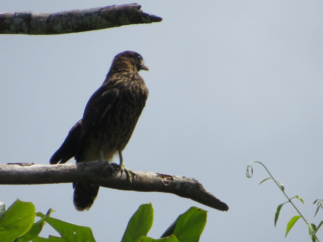 Carrapateiro (Daptrius chimachima), aves, fotografado em Maresias, São Sebastião