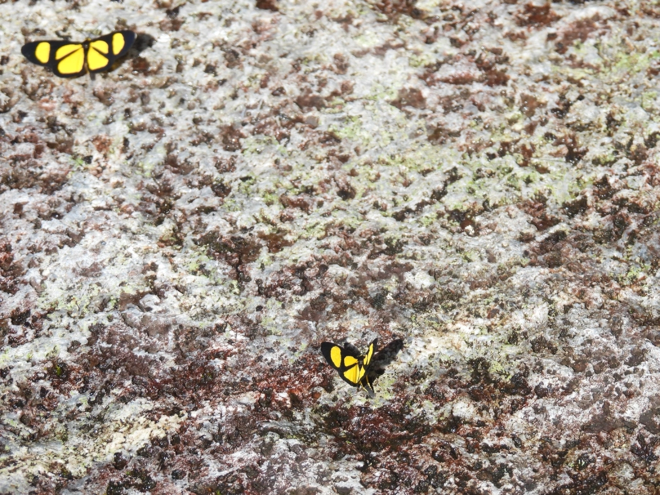 Atyriodes janeira, insetos, fotografado em Queluz