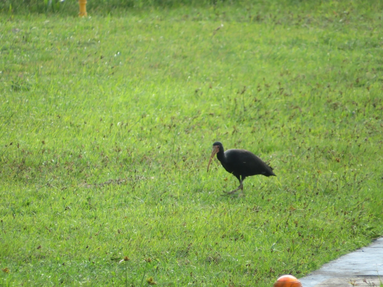 Tapicuru (Phimosus infuscatus), aves, fotografado em Maresias, São Sebastião