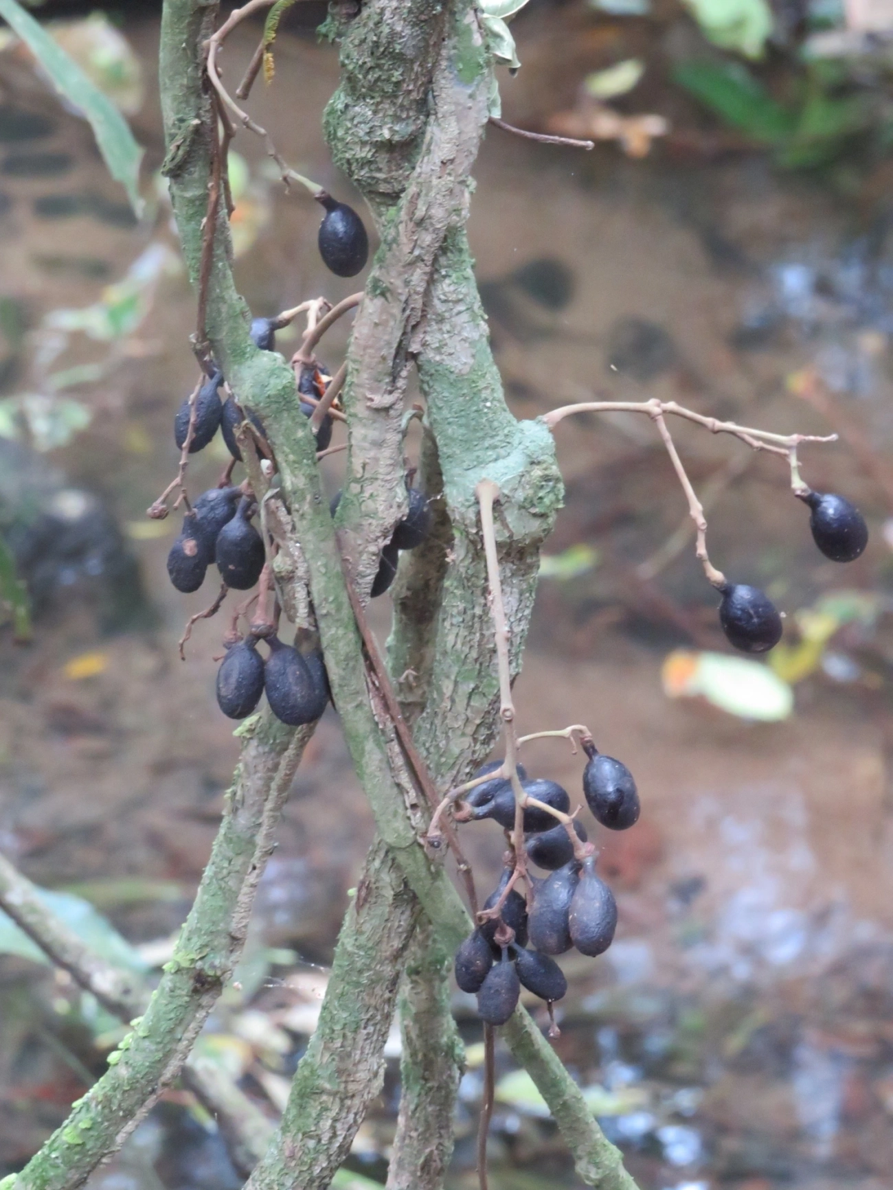 Plantas (Plantae), plantas, fotografado em Paúba, São Sebastião