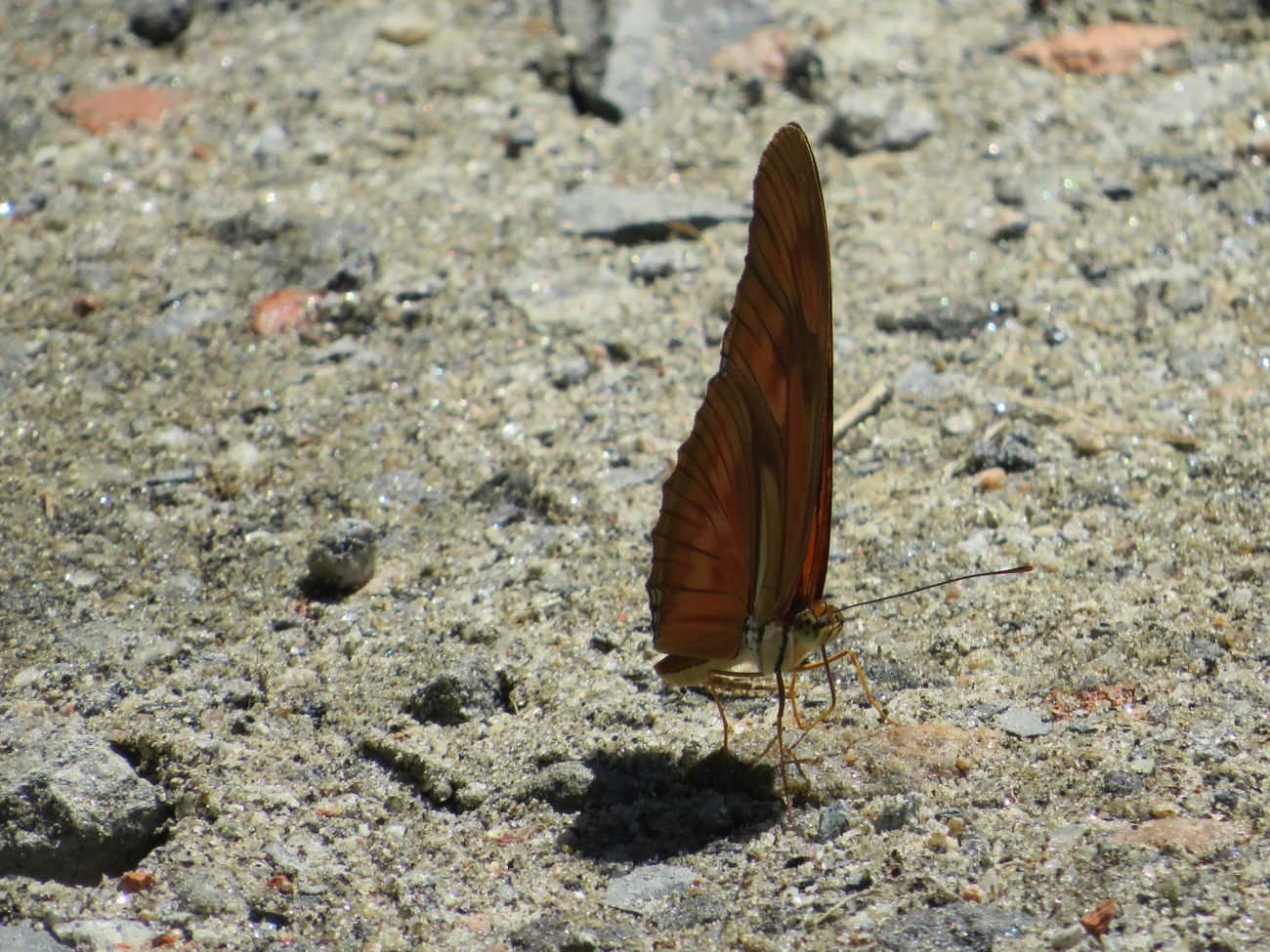Heliconiini, insetos, fotografado em Maresias, São Sebastião