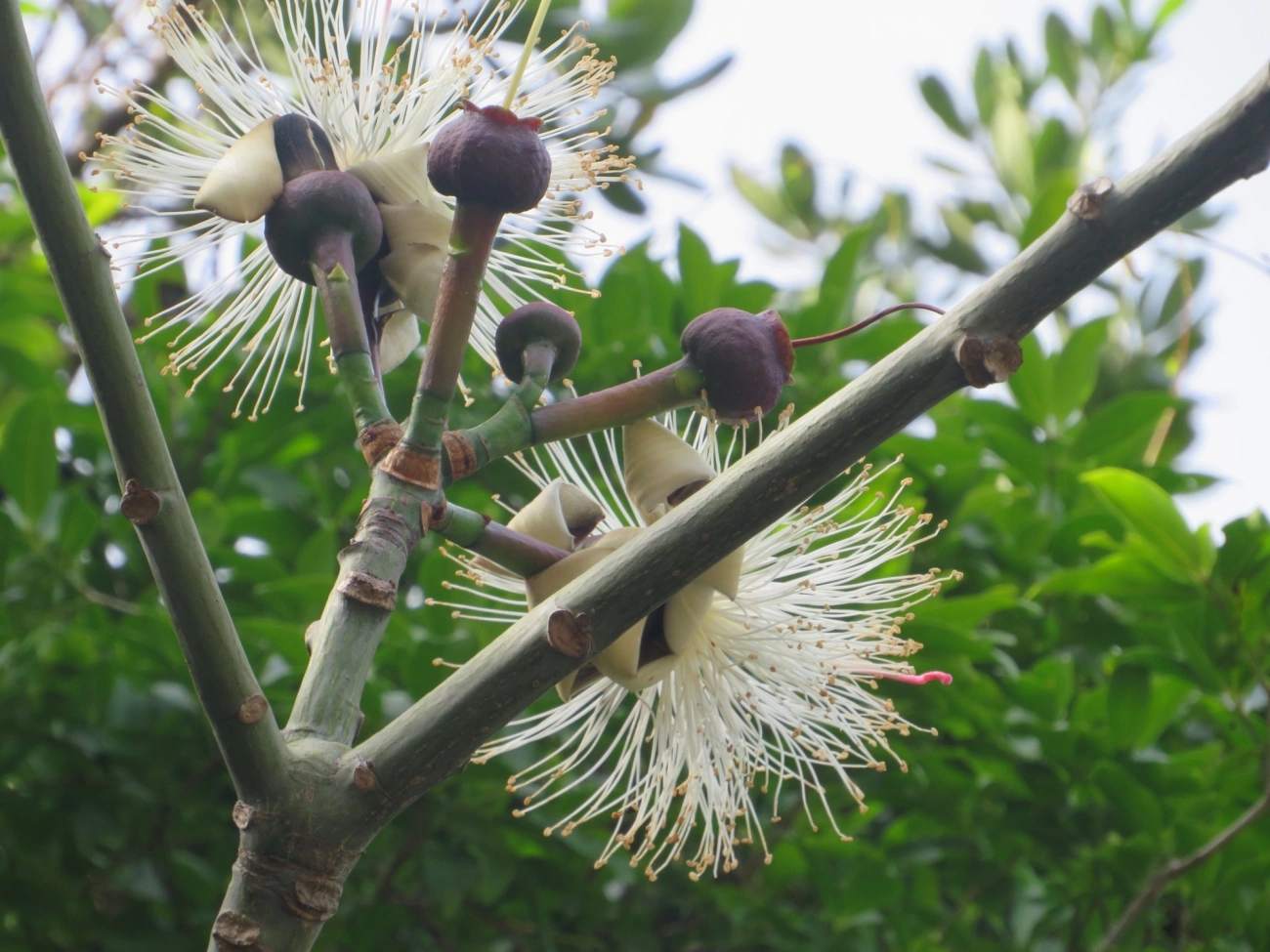 Embiruçu (Pseudobombax grandiflorum), plantas, fotografado em Maresias, São Sebastião