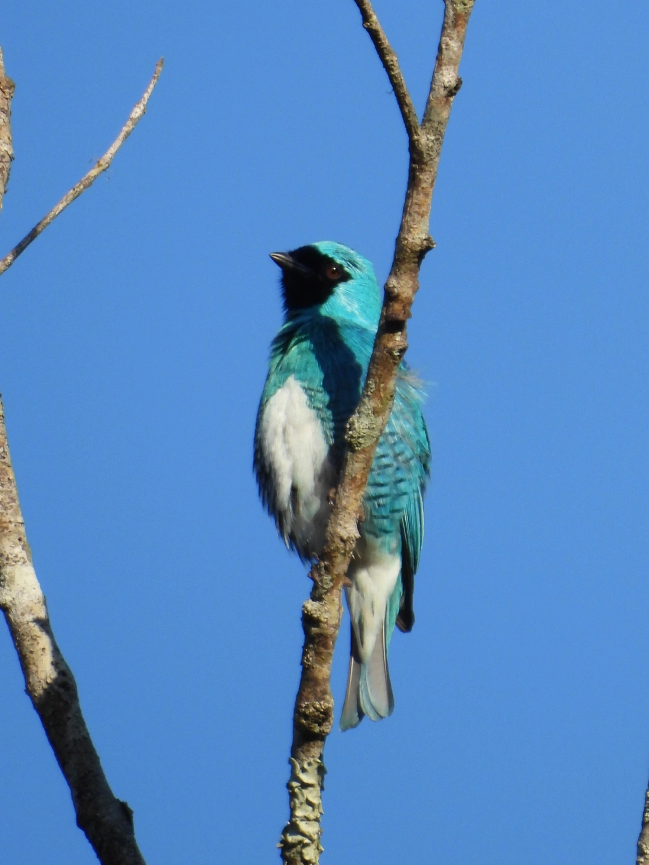 Saí-andorinha (Tersina viridis), aves, fotografado em Maresias, São Sebastião