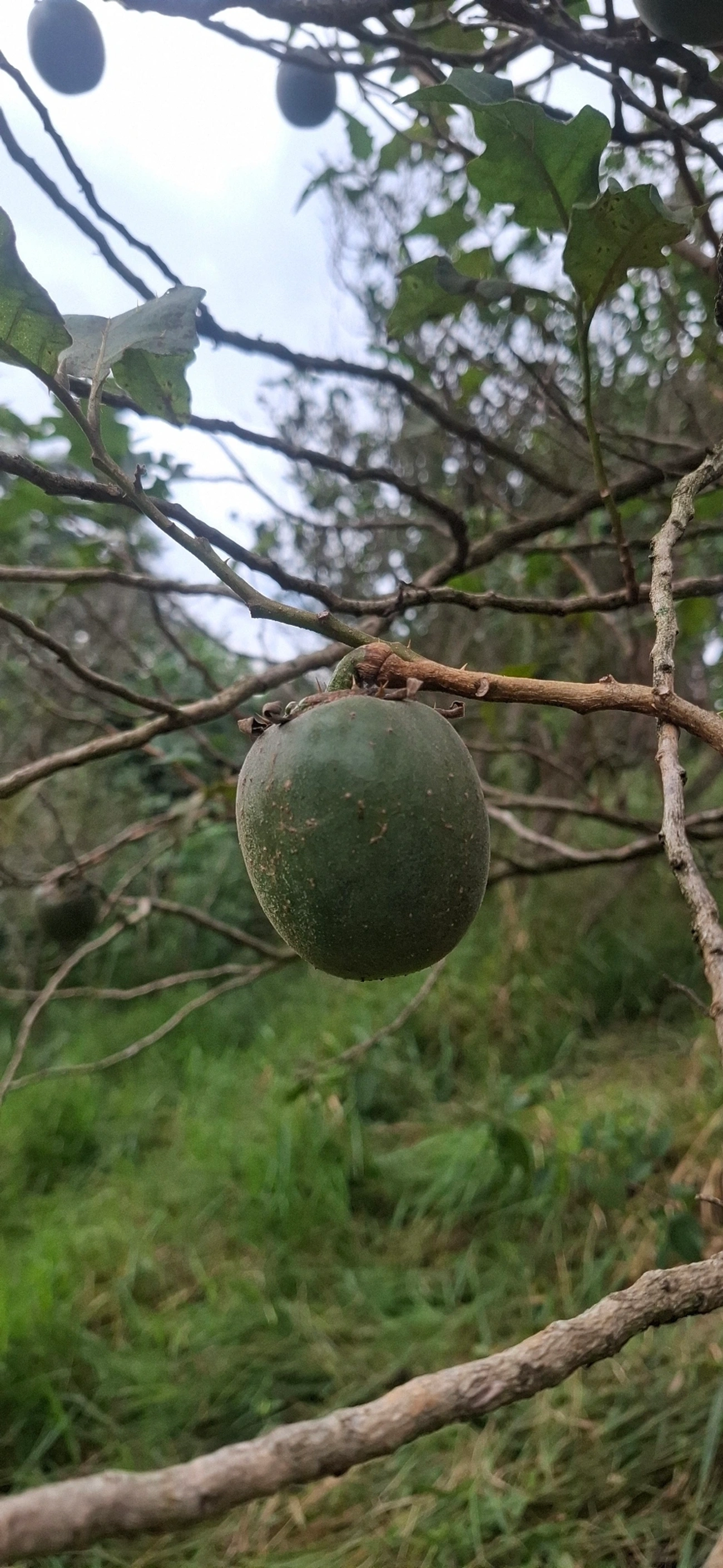 Lobeira (Solanum lycocarpum), plantas, fotografado em Pinheirais, Bragança Paulista