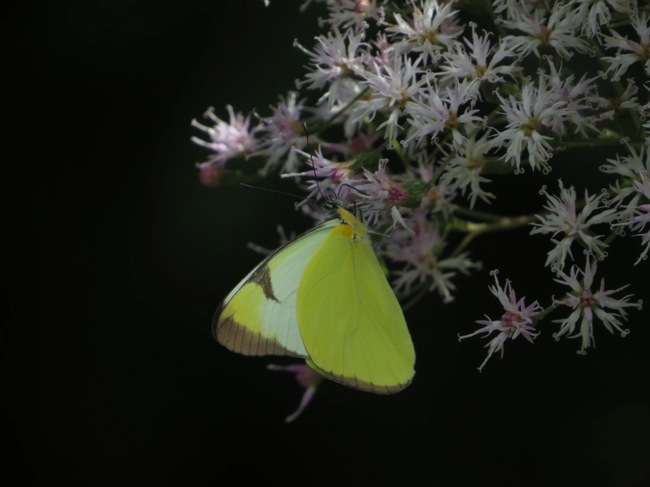 Branca-comum (Melete lycimnia), insetos, fotografado em Maresias, São Sebastião