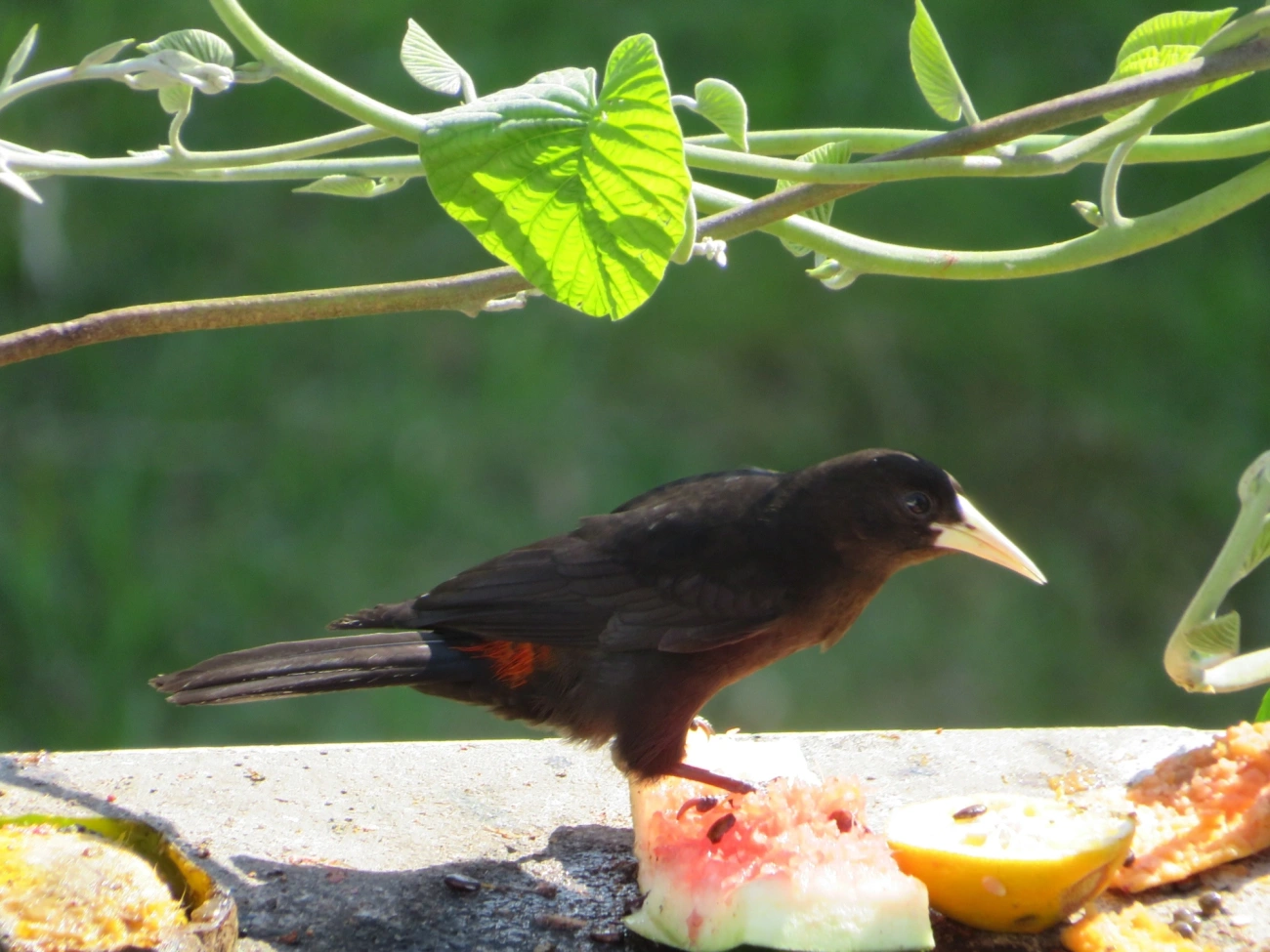 Guaxe (Cacicus haemorrhous), aves, fotografado em Maresias, São Sebastião