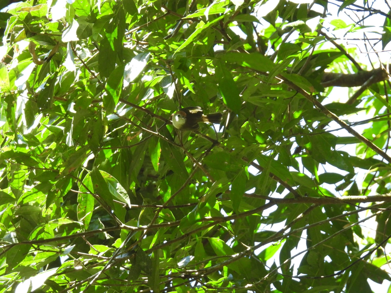 Verdinho-Coroado (Hylophilus poicilotis), aves, fotografado em Visconde de Mauá