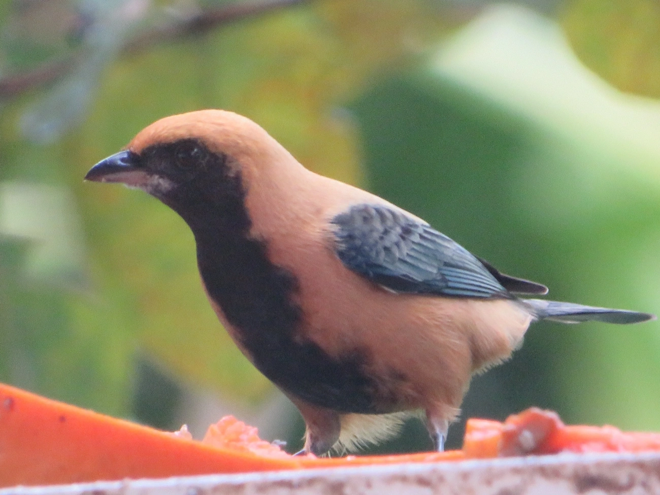 Saíra-amarela (Stilpnia cayana), aves, fotografado em Maresias, São Sebastião