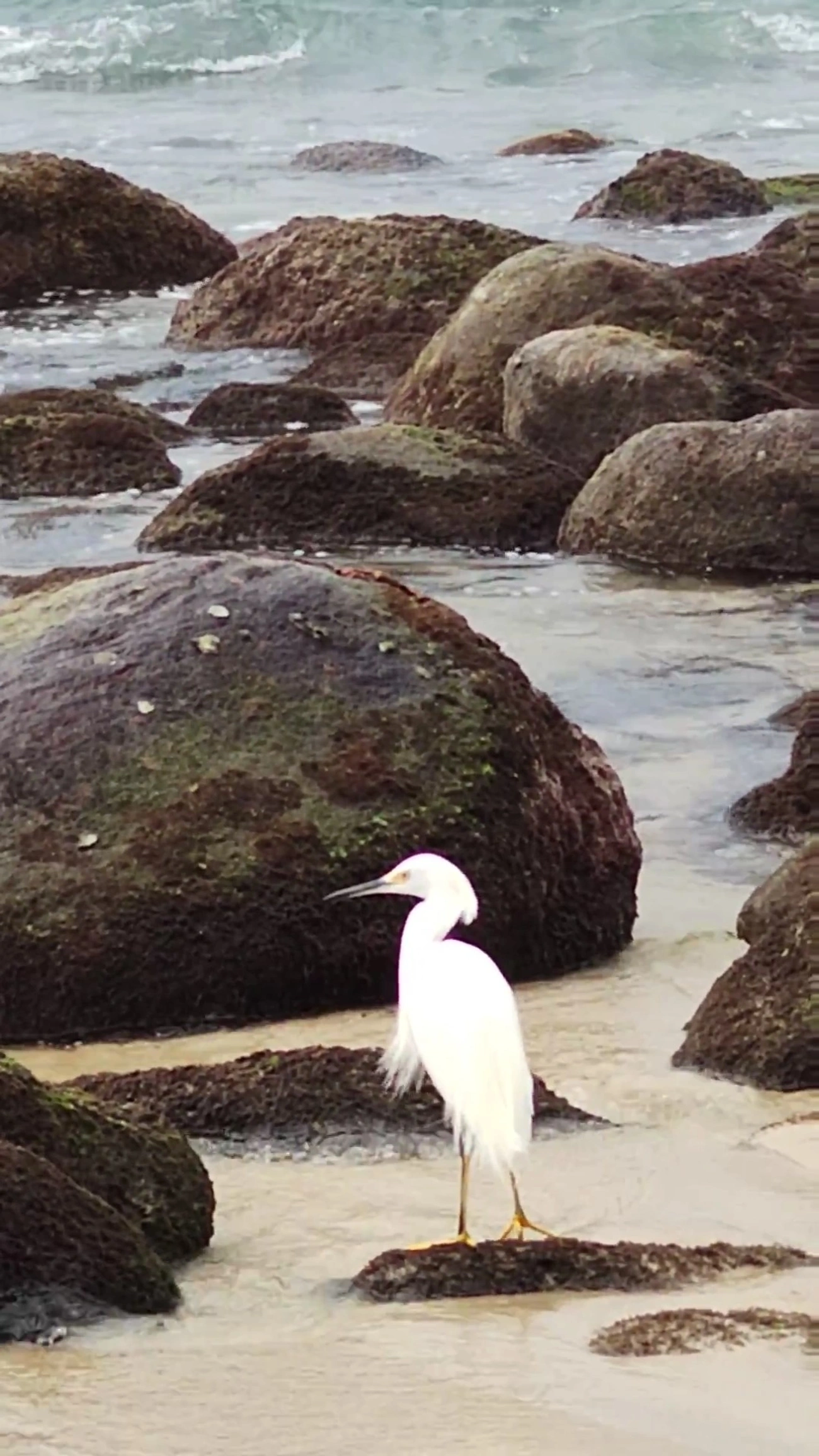 Garça-branca-pequena (Egretta thula), aves, fotografado em Maresias, São Sebastião