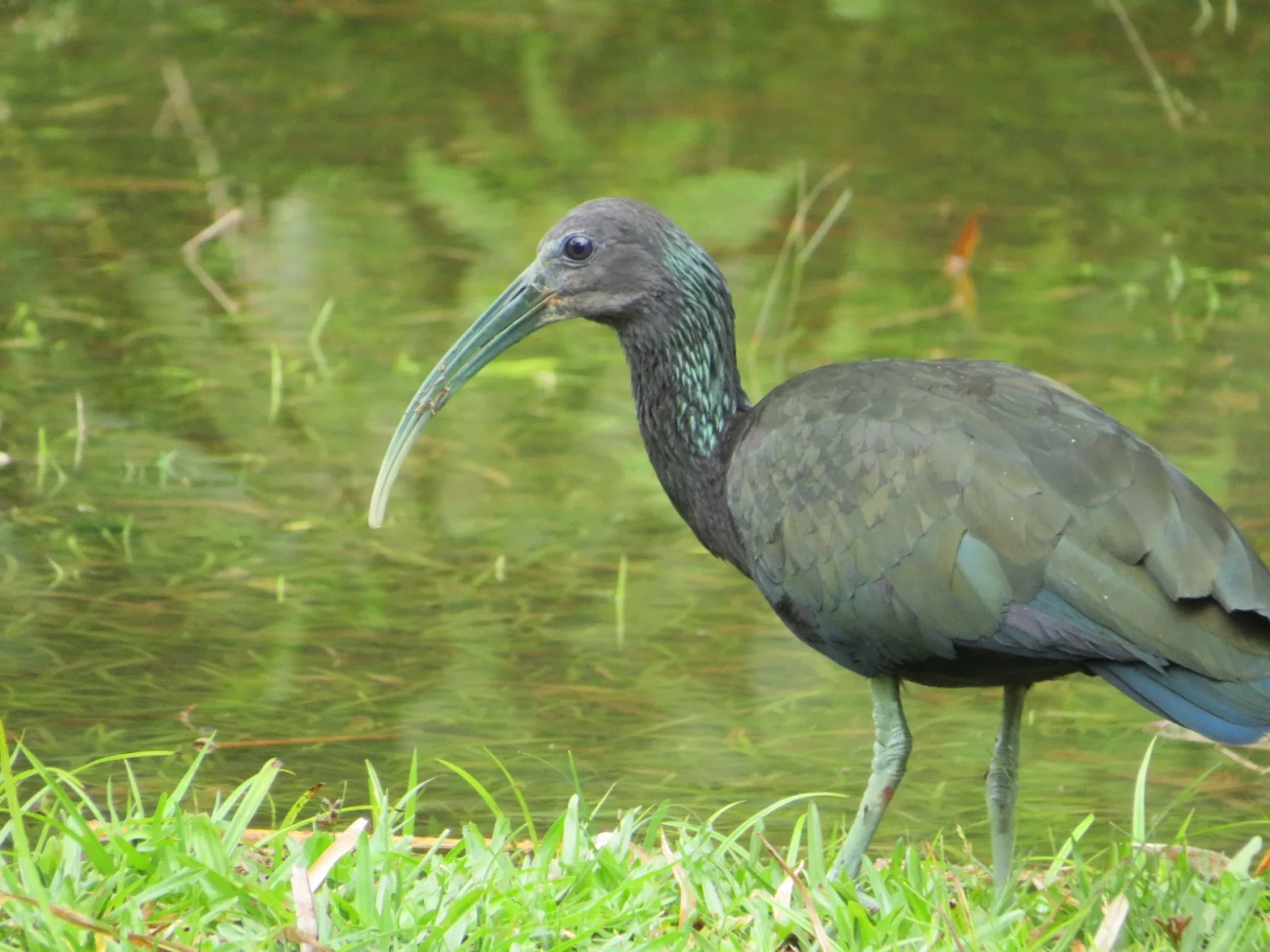Coró-coró (Mesembrinibis cayennensis), aves, fotografado em Maresias, São Sebastião