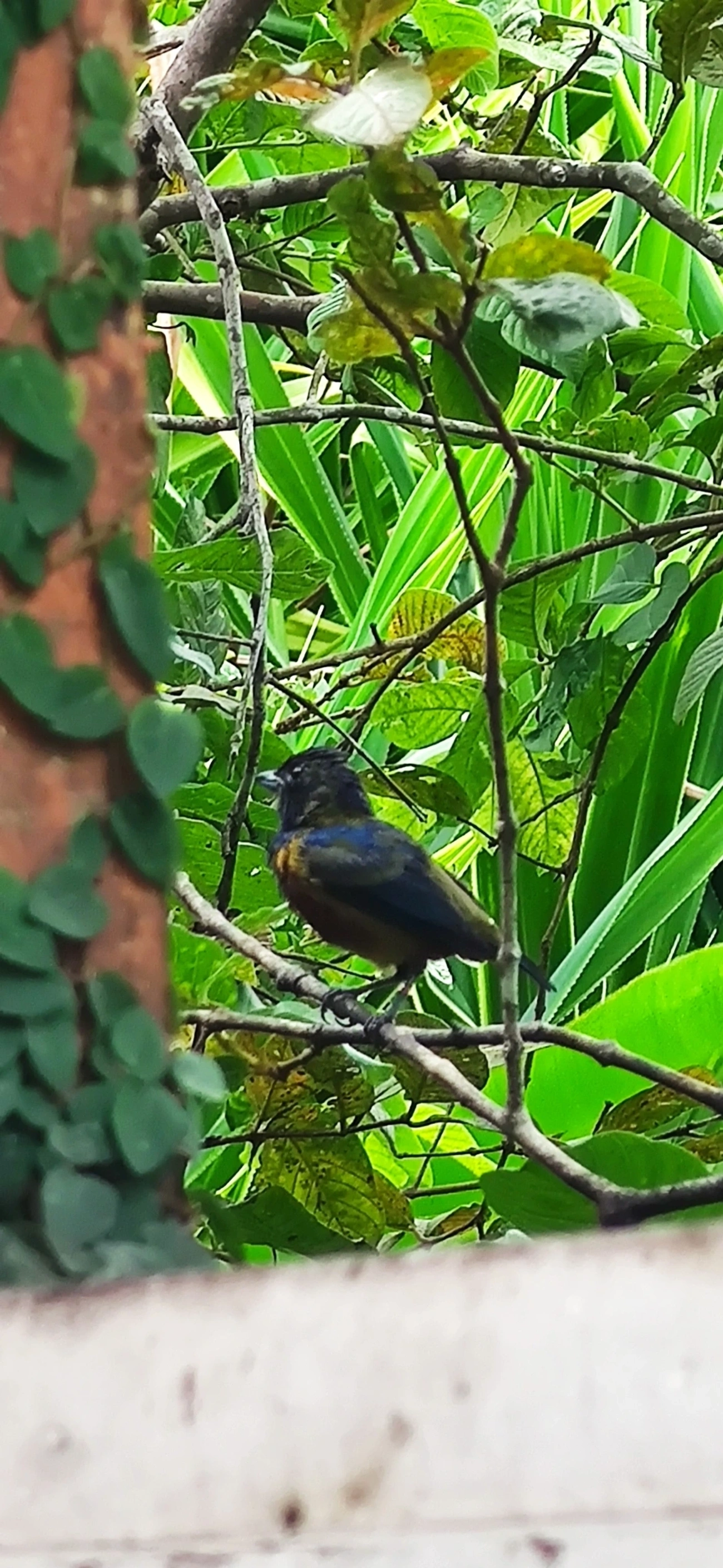 Ferro-velho (Euphonia pectoralis), aves, fotografado em Maresias, São Sebastião