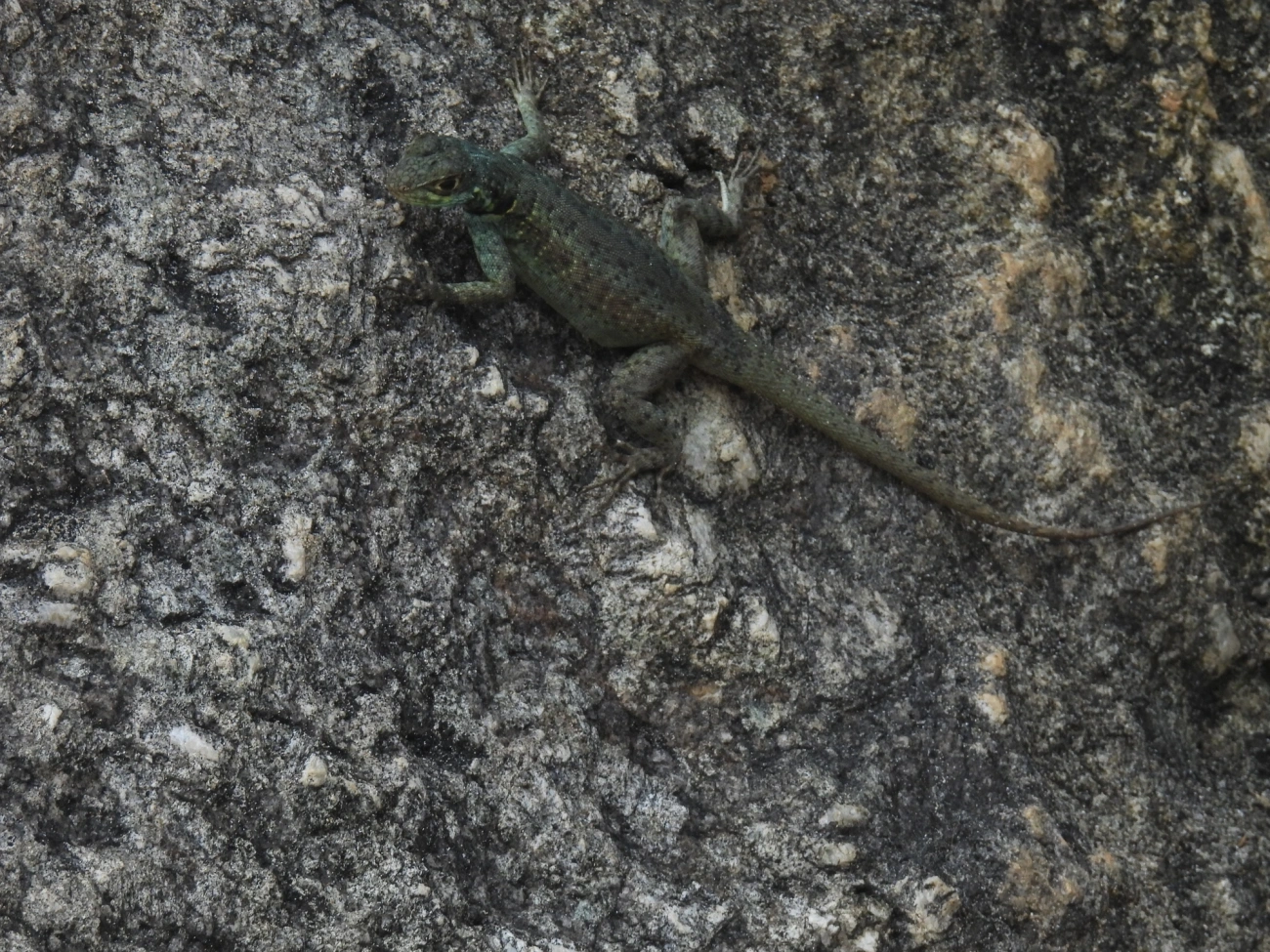 Calango (Tropidurus torquatus), répteis, fotografado em Bonete, Ilhabela