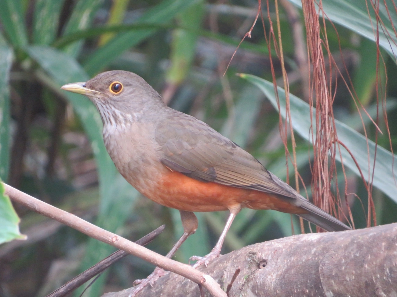 Sabiá-laranjeira (Turdus rufiventris), aves, fotografado em Maresias, São Sebastião