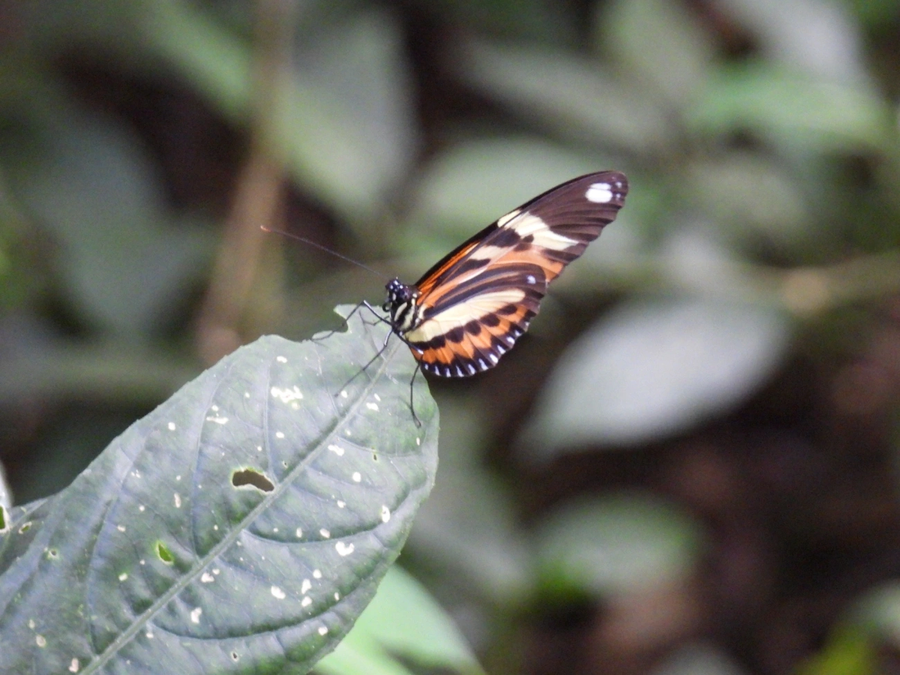 Maria-boba (Heliconius ethilla), insetos, fotografado em Cabreúva
