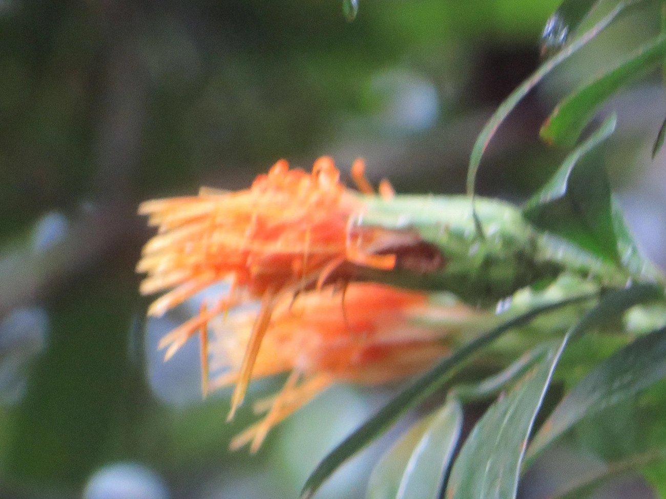 Stifftia, plantas, fotografado em Maresias, São Sebastião