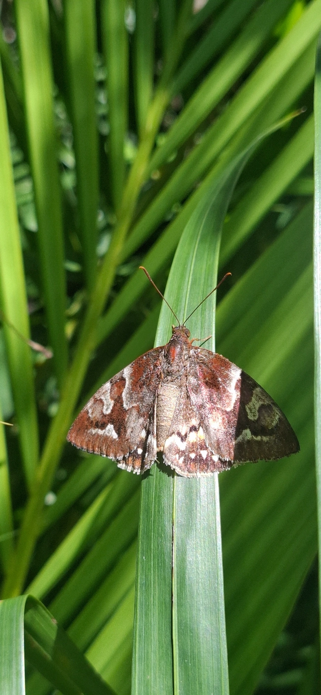 Synpalamides phalaris, insetos, fotografado em Maresias, São Sebastião