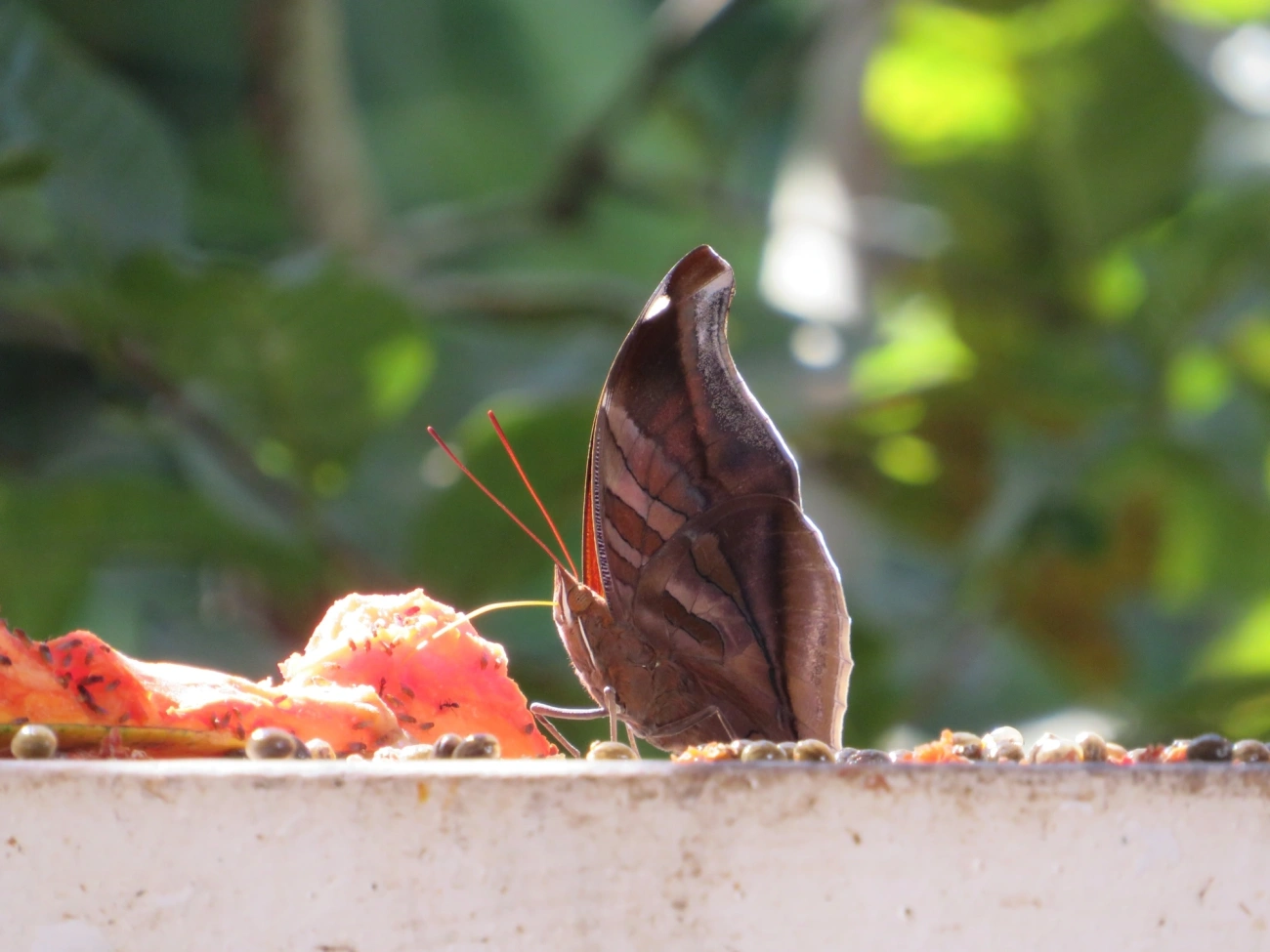 Historis odius, insetos, fotografado em Maresias, São Sebastião