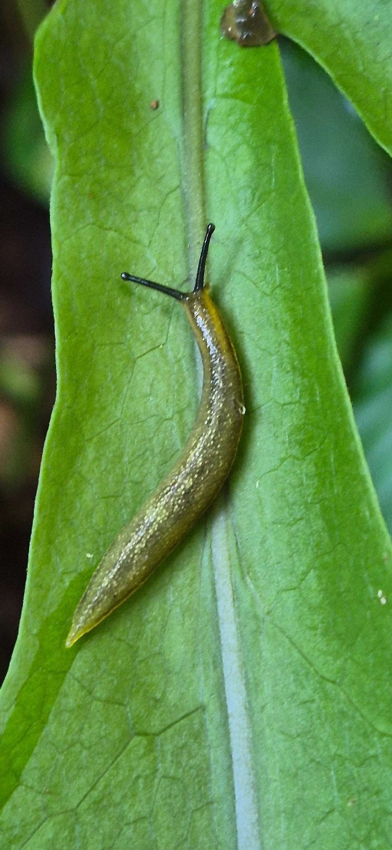 Vaginulus taunaisii, moluscos, fotografado em Camburí, São Sebastião