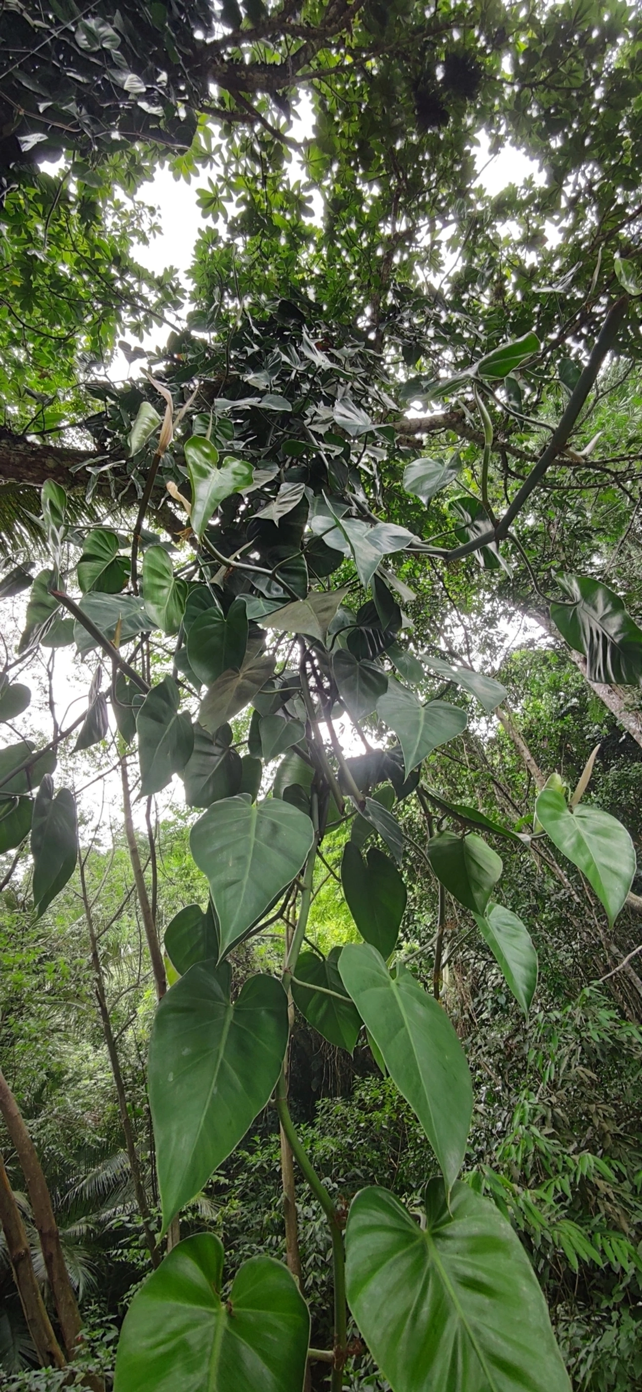 Filodendro-coração (Philodendron hederaceum), plantas, fotografado em Paúba, São Sebastião