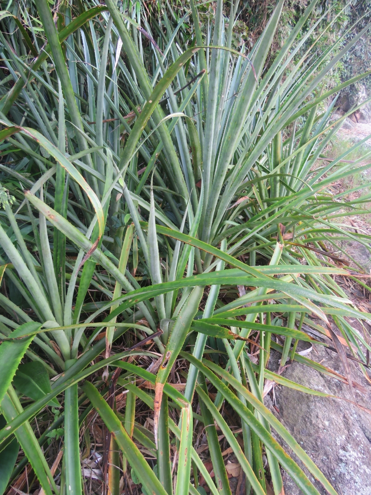 Caraguatá-do-campo (Bromelia antiacantha), plantas, fotografado em Indaiá, Caraguatatuba