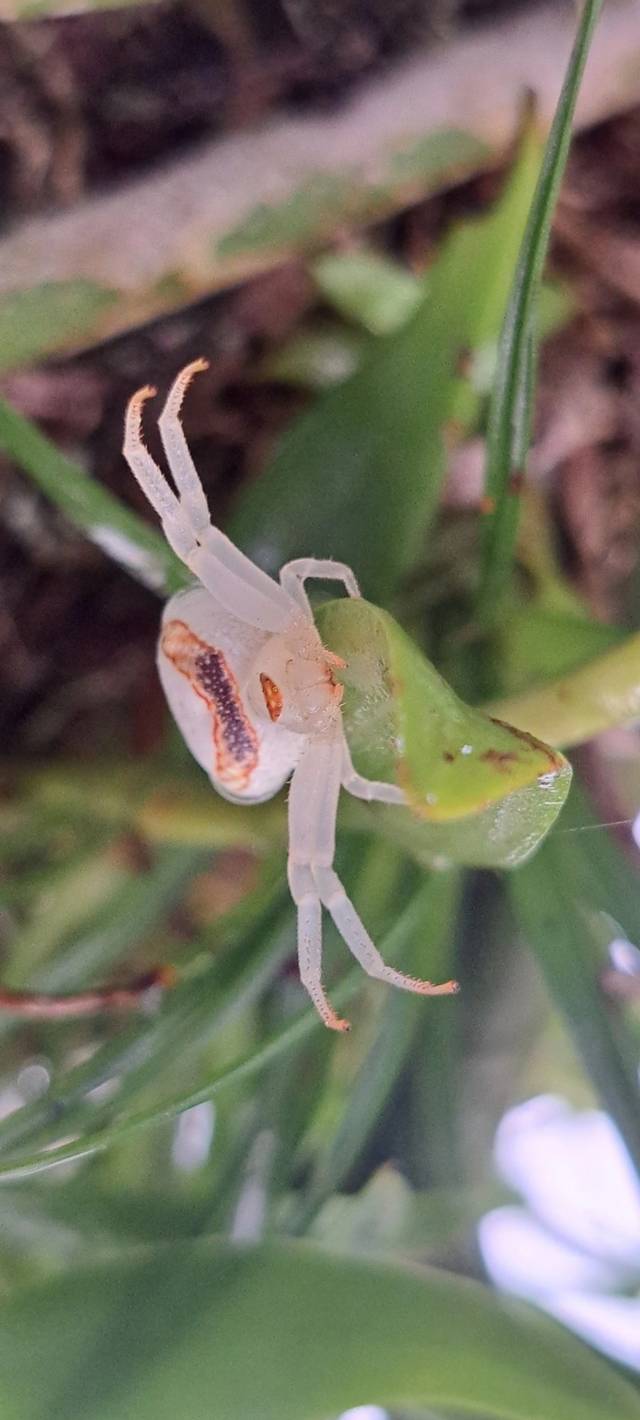 Aranha-caranguejo (Misumenops callinurus), aracnídeos, fotografado em Maresias, São Sebastião
