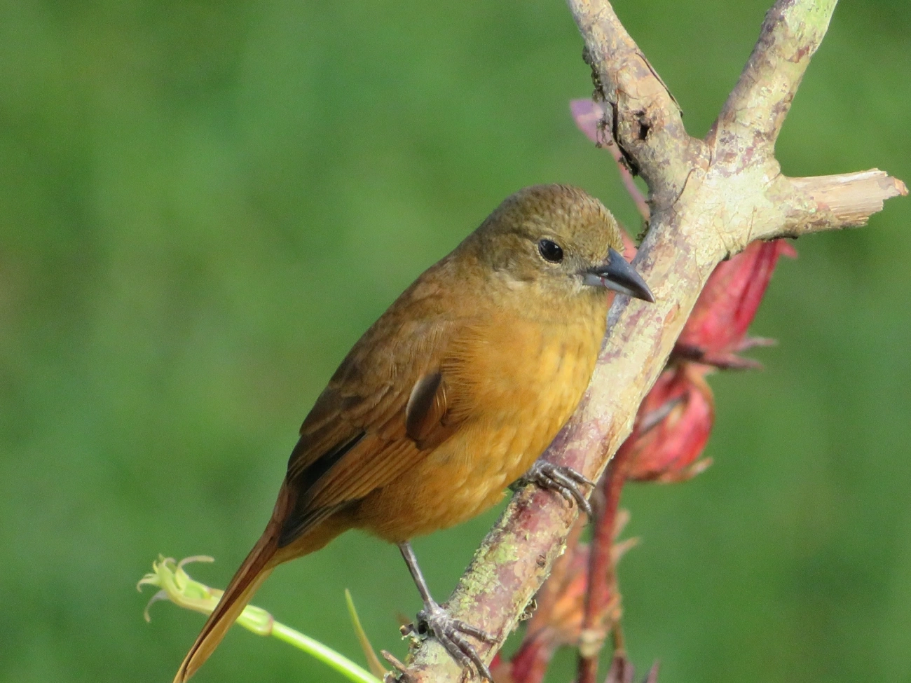Tiê-preto (Tachyphonus coronatus), aves, fotografado em Maresias, São Sebastião