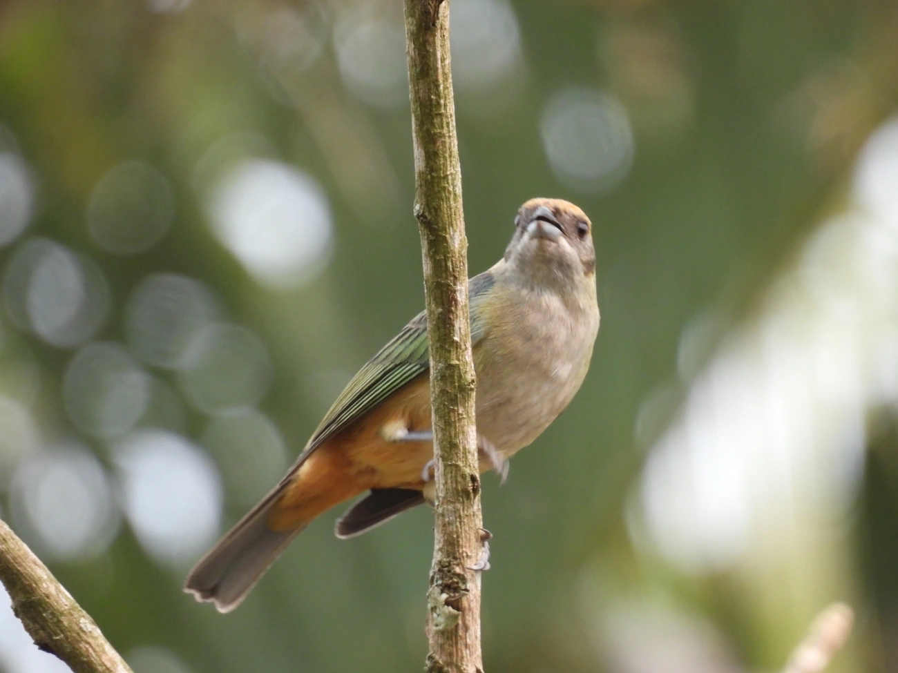 Saíra-amarela (Stilpnia cayana), aves, fotografado em Santa Branca