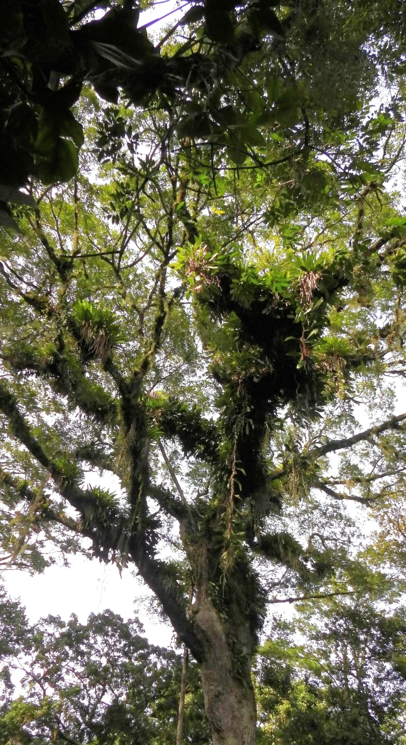 Jequitibá-rosa (Cariniana legalis), plantas, fotografado em São Sebastião