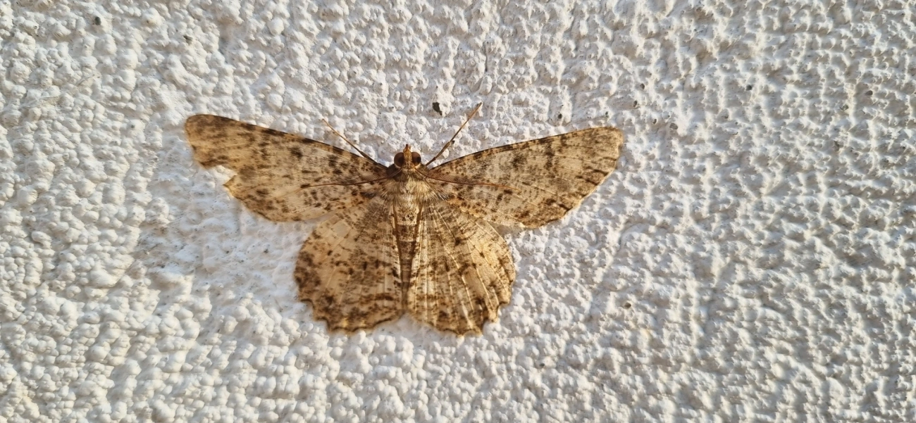 Ennominae, insetos, fotografado em Maresias, São Sebastião