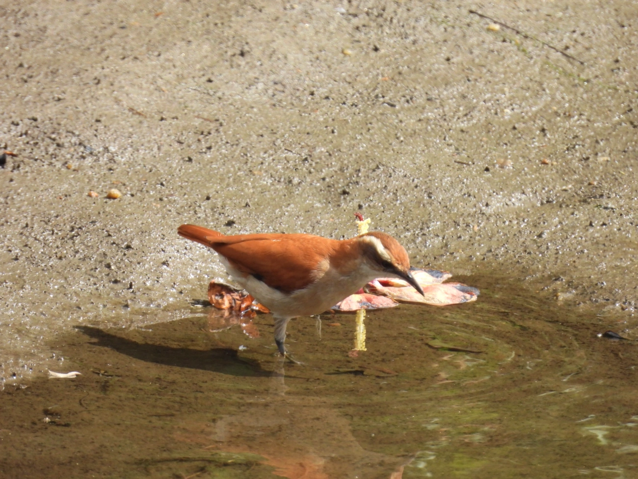 Casaca-de-Couro-da-Lama (Furnarius figulus), aves, fotografado em Maresias, São Sebastião