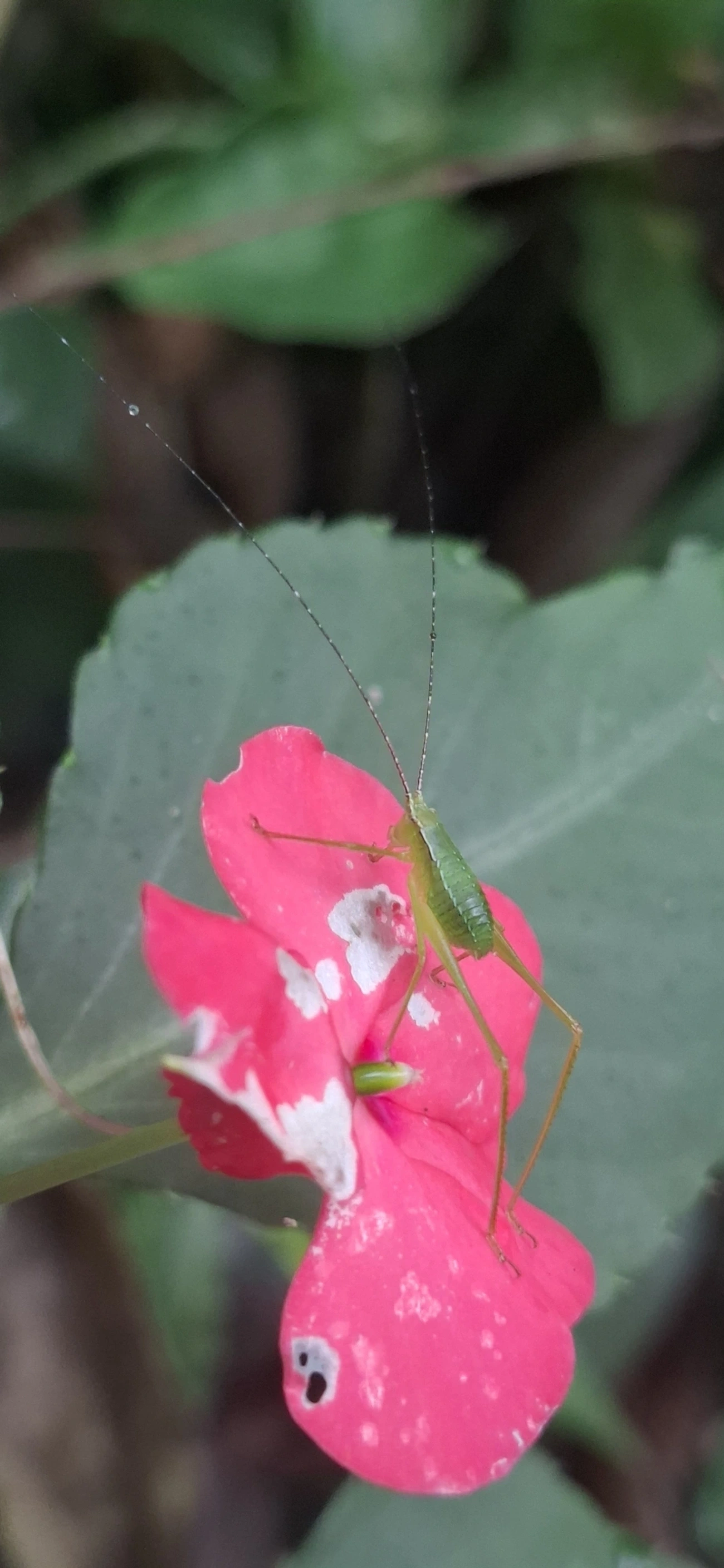 Phaneropterinae, insetos, fotografado em Maresias, São Sebastião