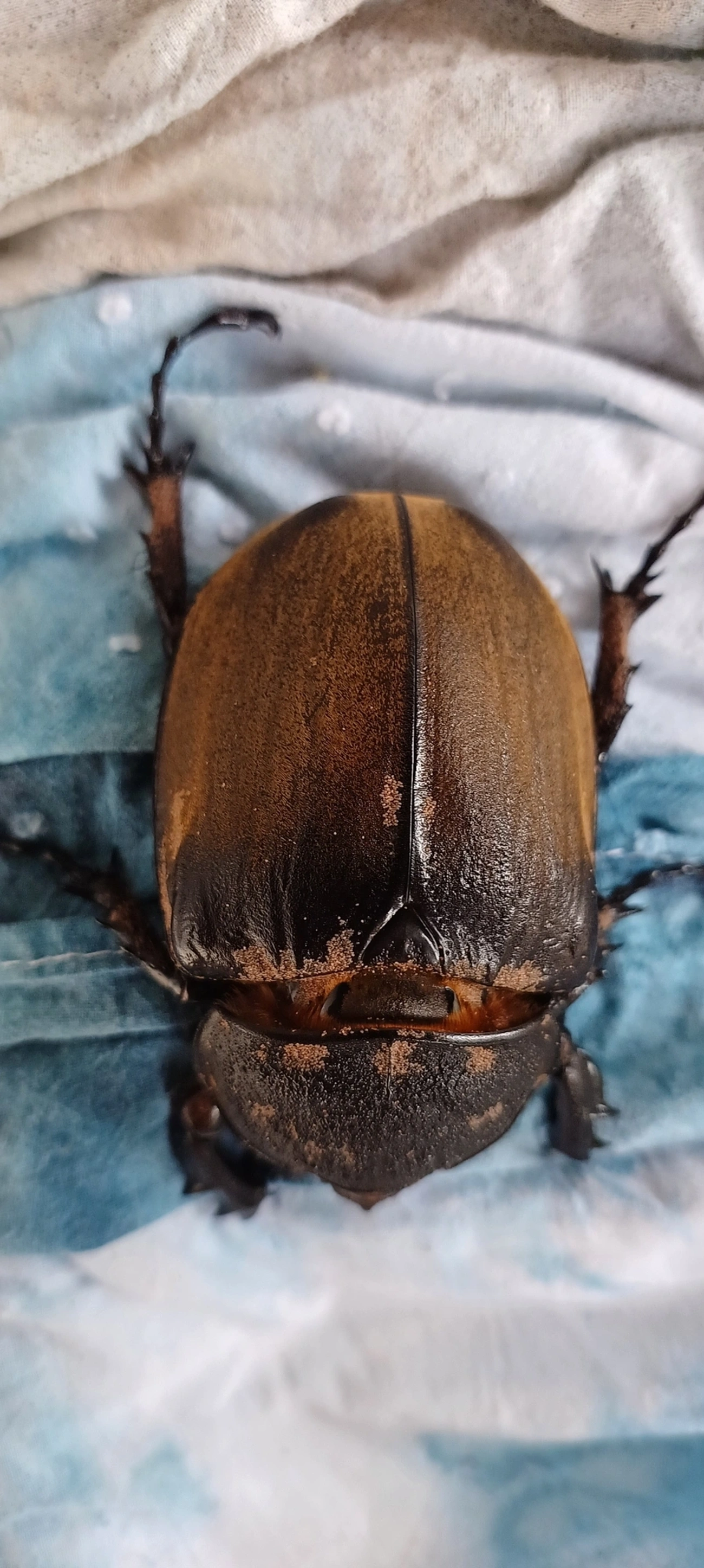 Megasoma, insetos, fotografado em Maresias, São Sebastião