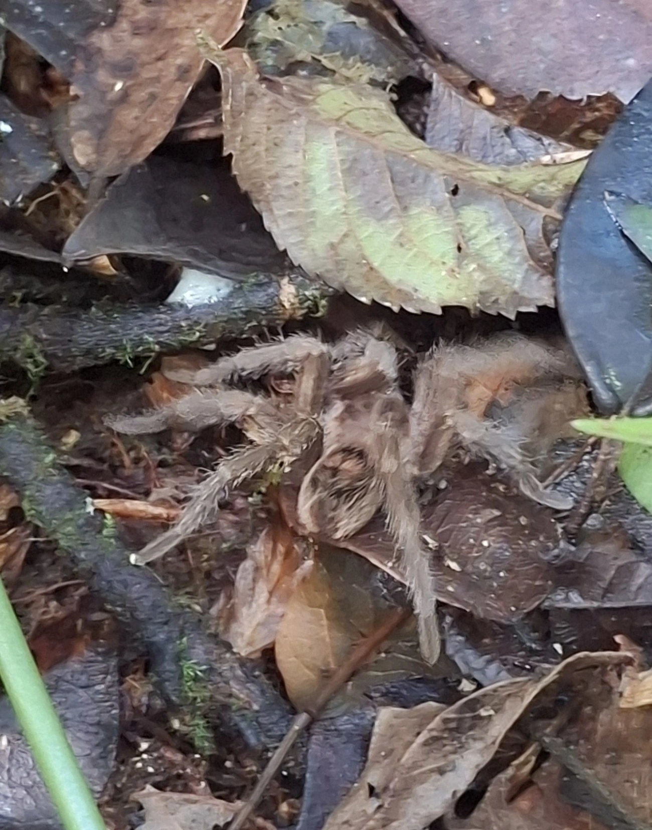 Plesiopelma, aracnídeos, fotografado em Enxovas, Ilhabela