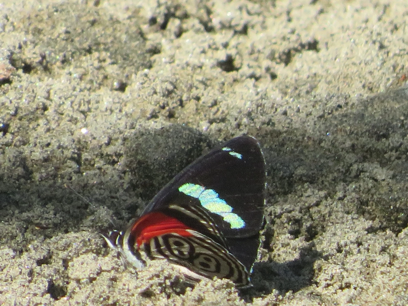 Borboleta-oitenta-e-oito (Diaethria clymena), insetos, fotografado em Maresias, São Sebastião