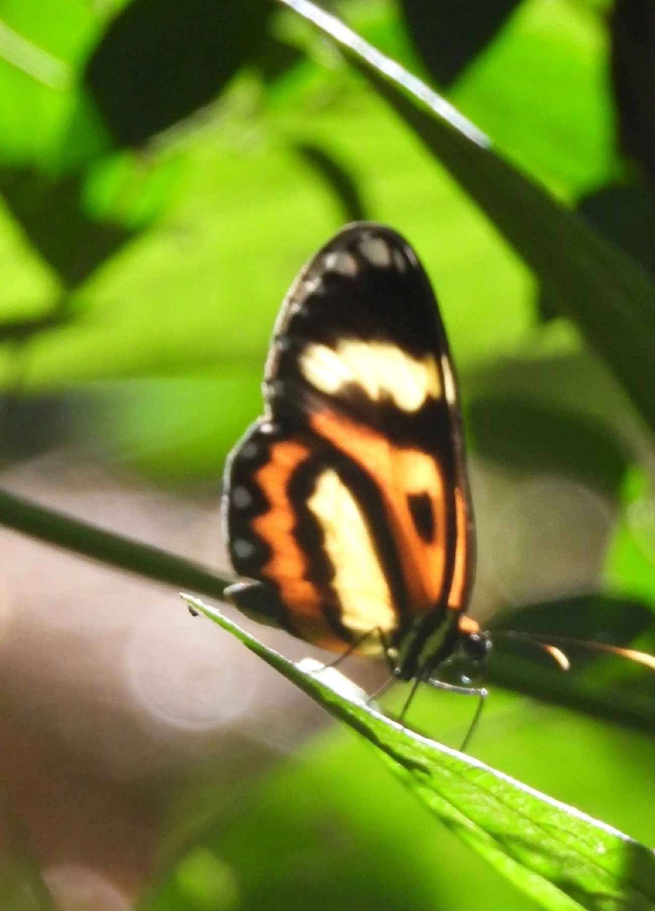 Borboleta-vidro (Pagyris euryanassa), insetos, fotografado em Pedra Selada