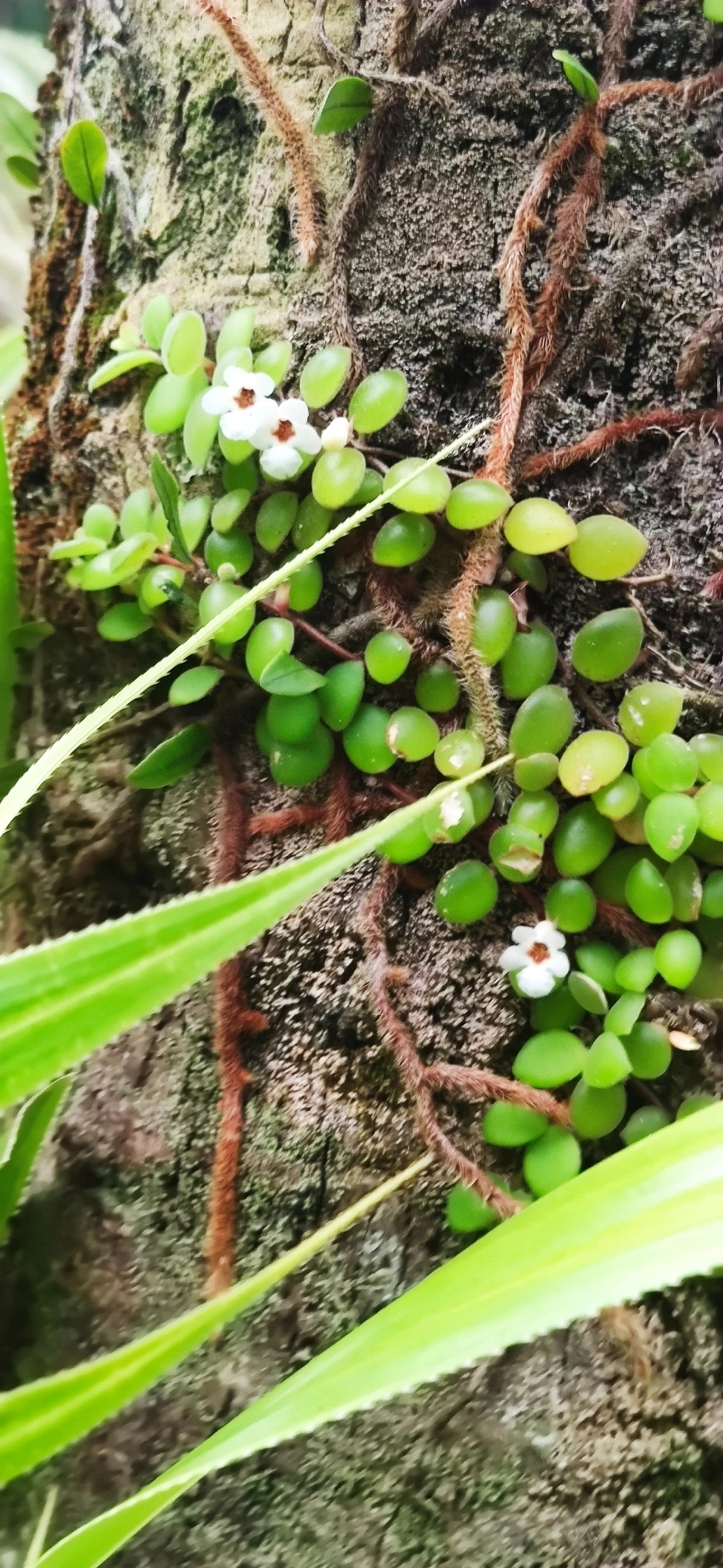 Codonanthe devosiana, plantas, fotografado em Maresias, São Sebastião