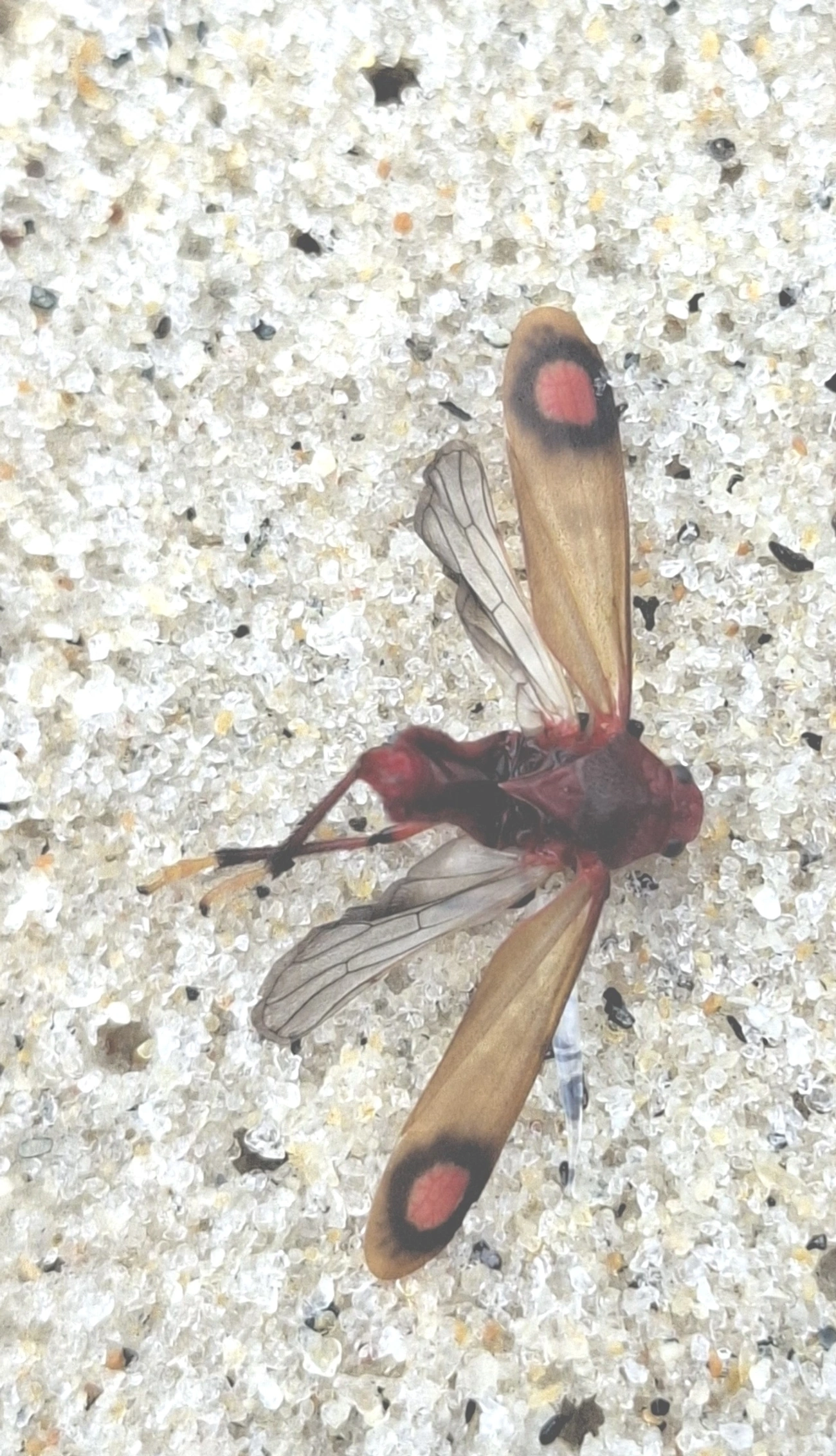 Neosphenorhina curvipenis, insetos, fotografado em Maresias, São Sebastião