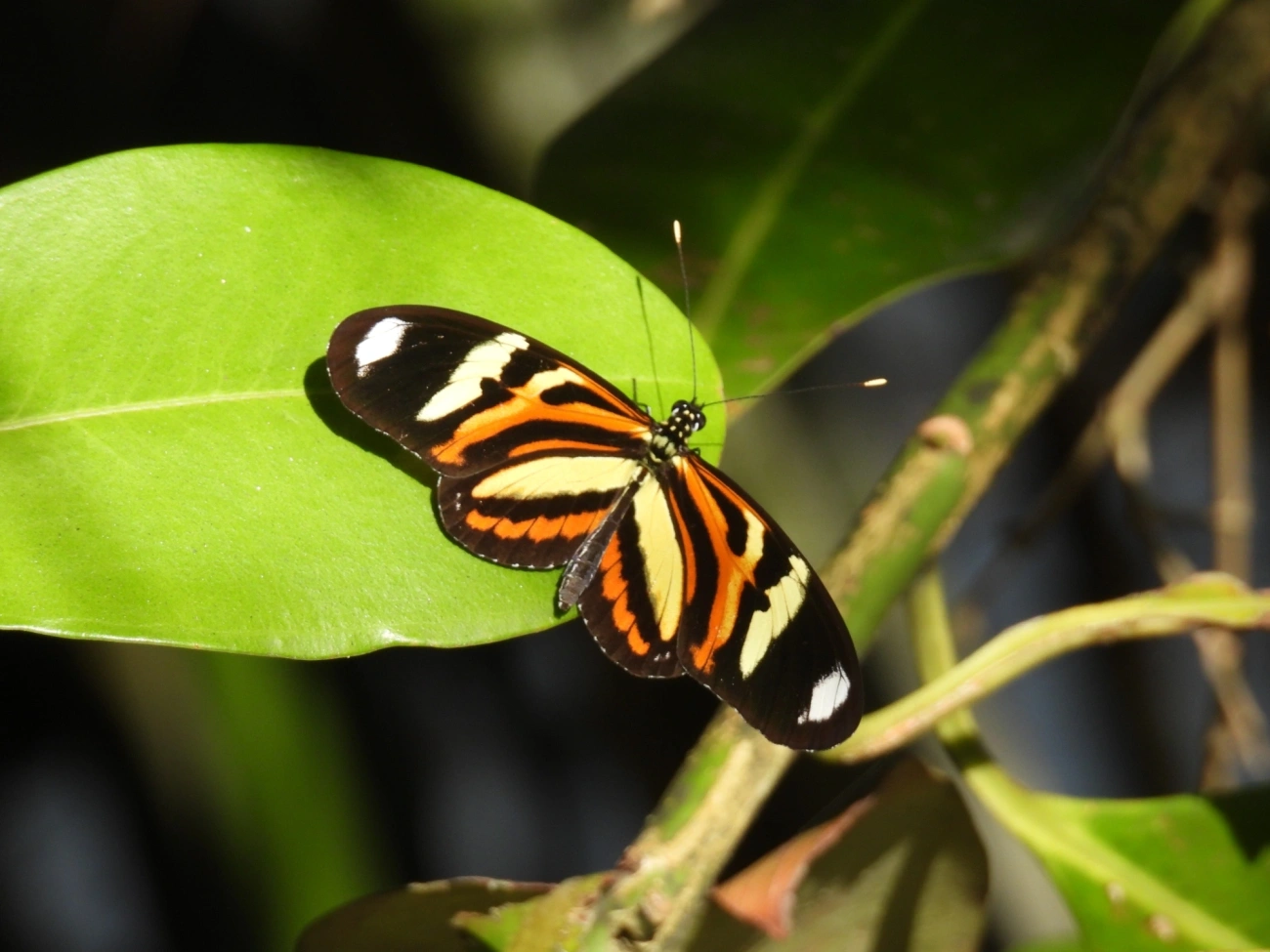 Maria-boba (Heliconius ethilla), insetos, fotografado em Maresias, São Sebastião
