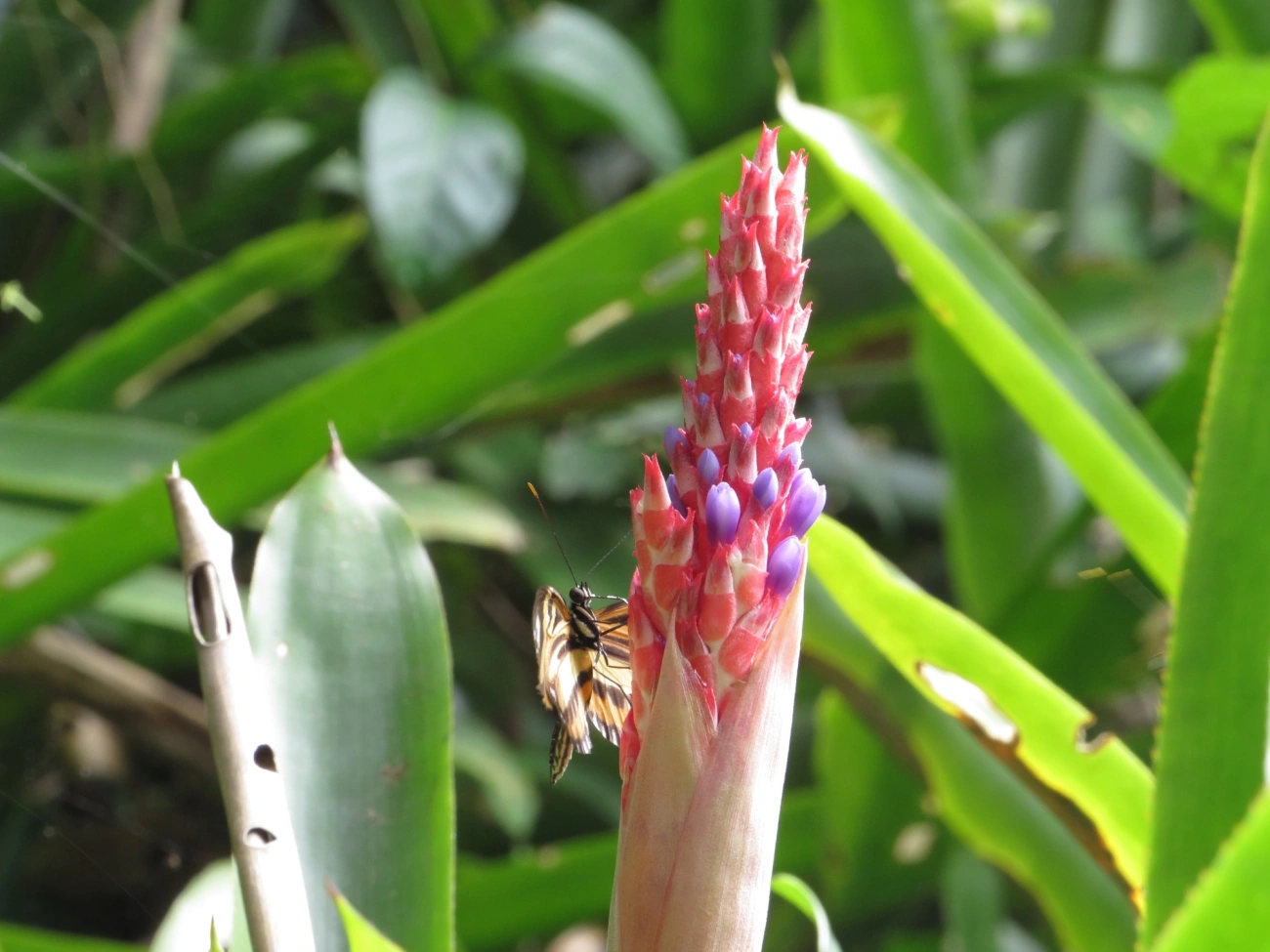 Aechmea wittmackiana, plantas, fotografado em Maresias, São Sebastião