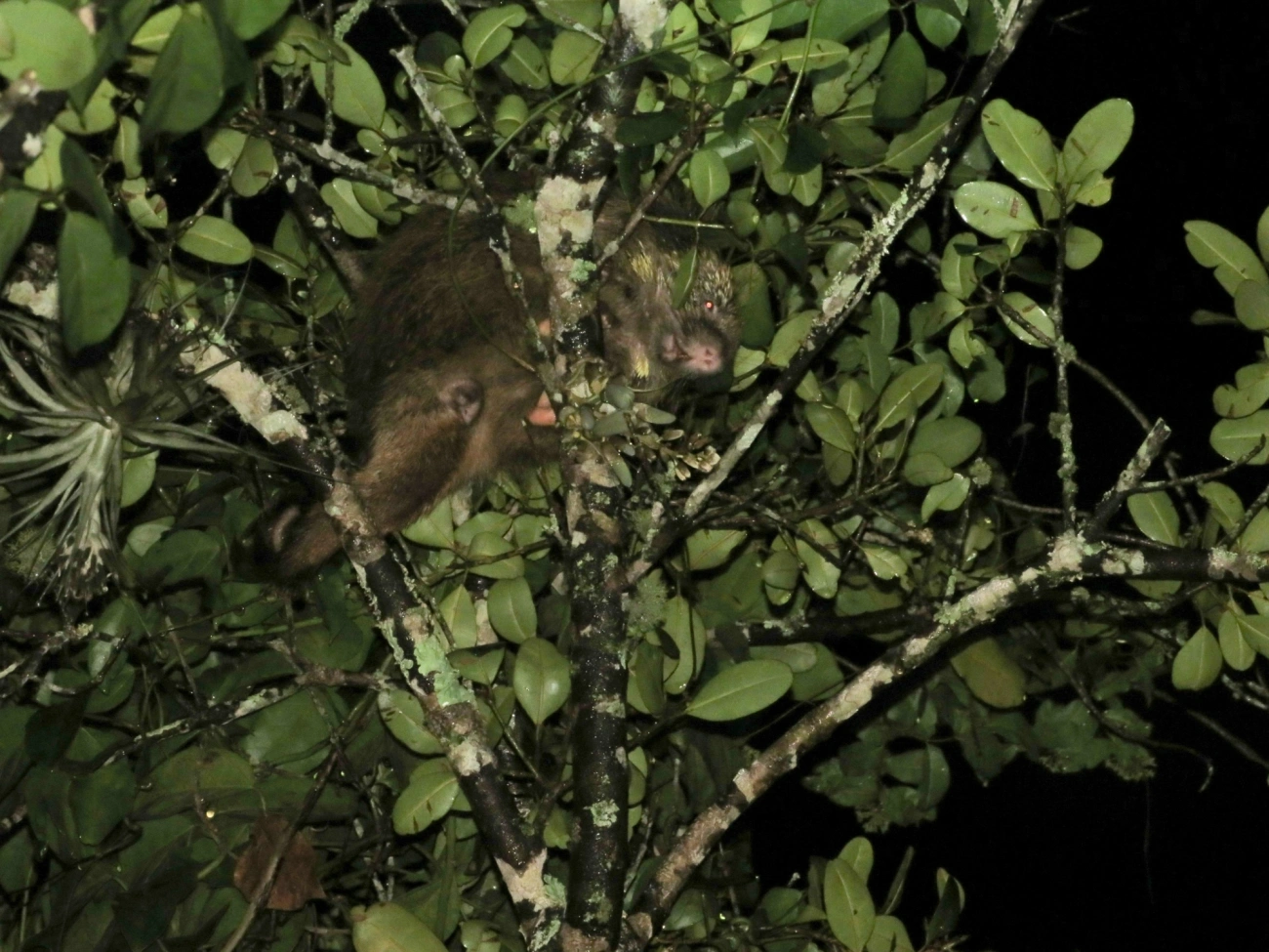 Coandu-alaranjado (Coendou spinosus), mamíferos, fotografado em Maresias, São Sebastião