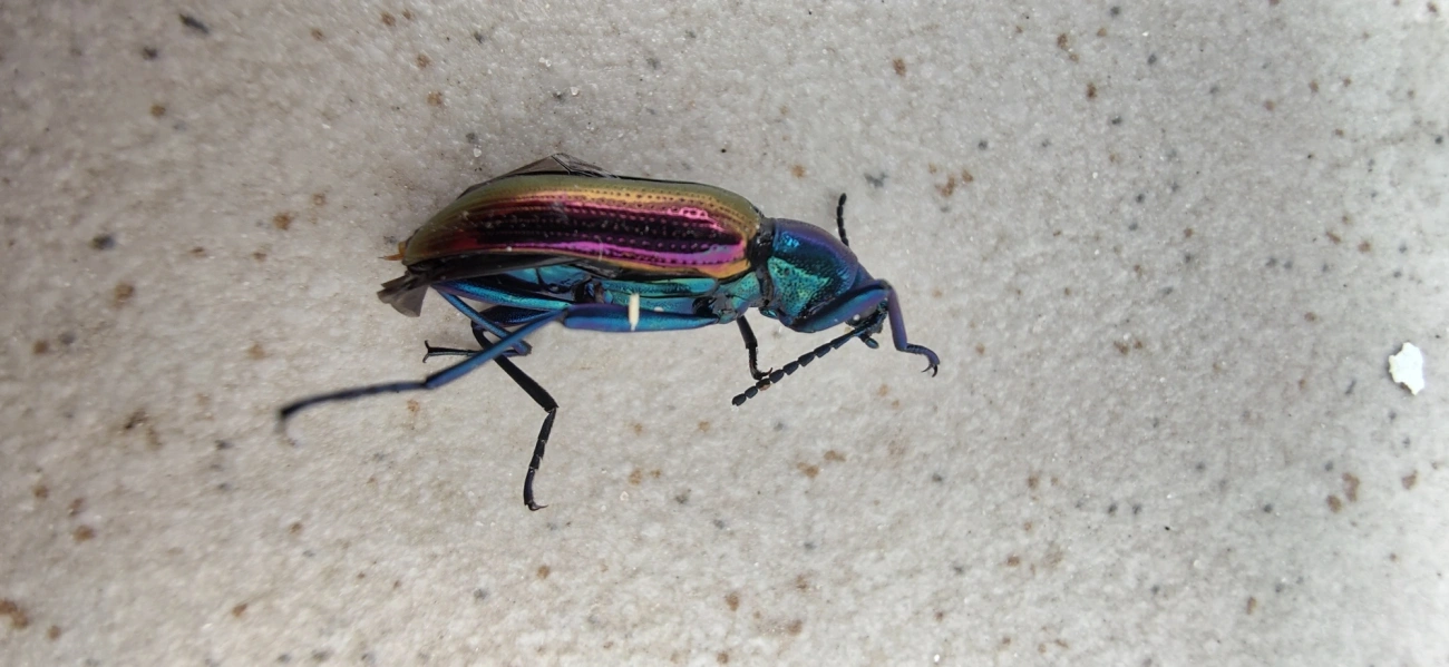 Strongylium bicolor, insetos, fotografado em Maresias, São Sebastião