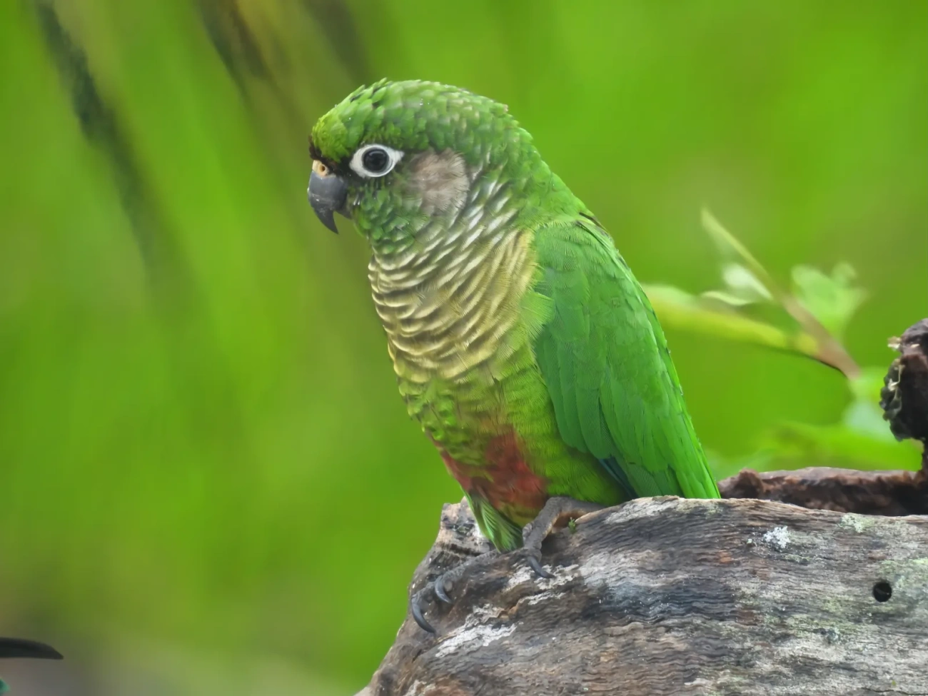Tiriba-de-testa-vermelha (Pyrrhura frontalis), aves, fotografado em Maresias, São Sebastião