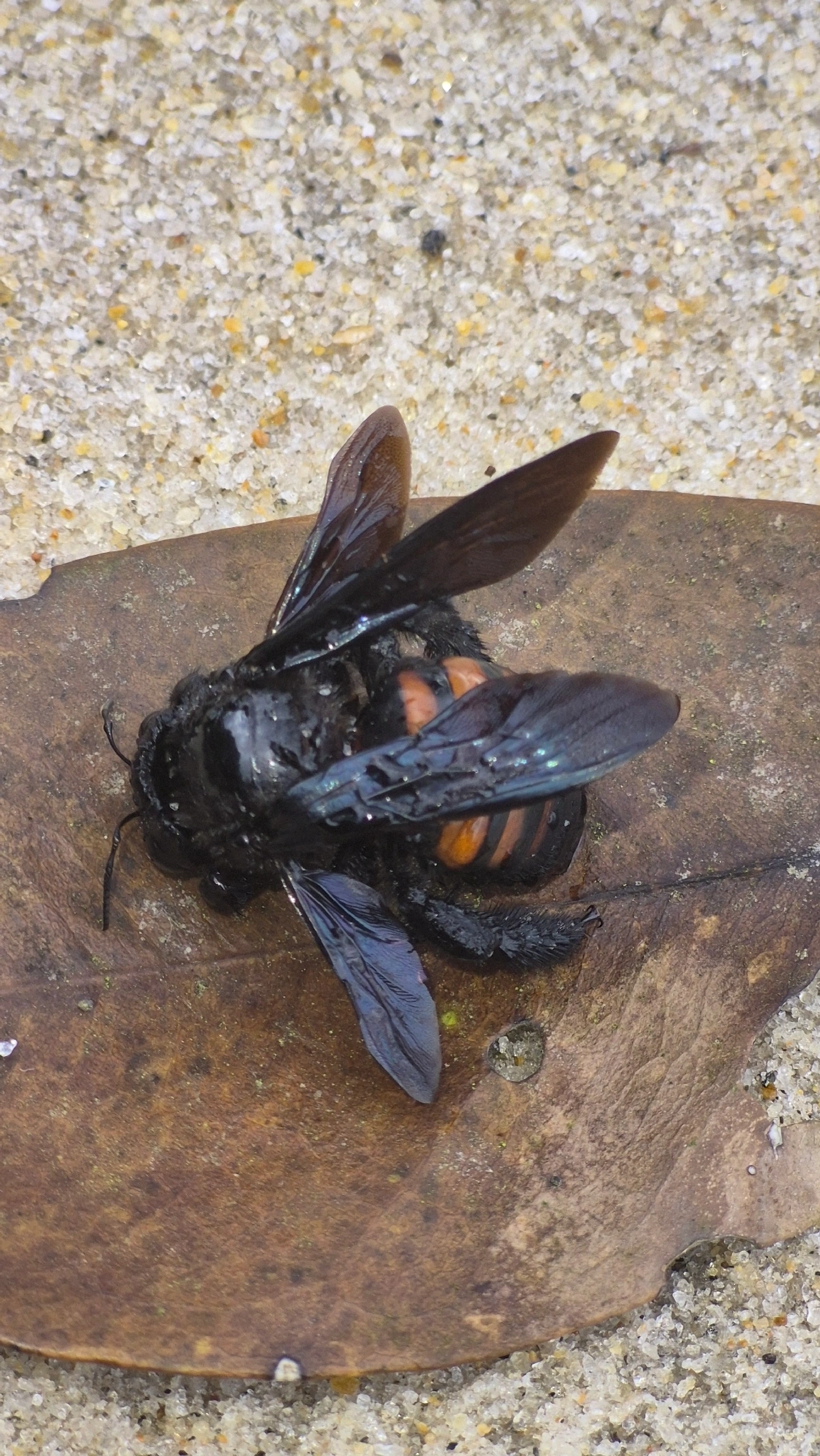 Mamangava-do-toco (Xylocopa frontalis), insetos, fotografado em Maresias, São Sebastião