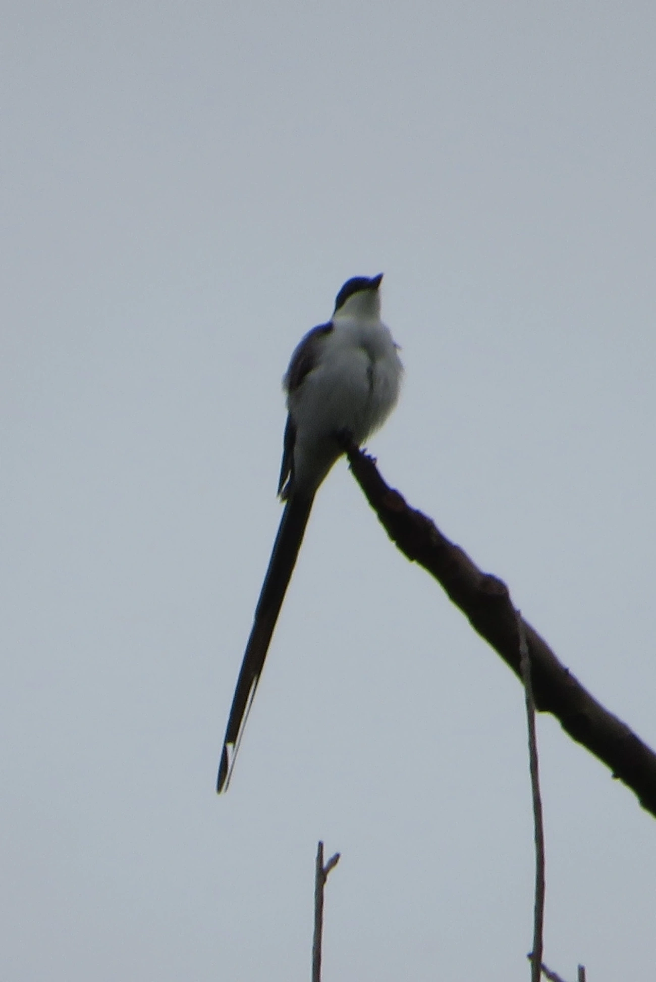 Tesourinha (Tyrannus savana), aves, fotografado em Maresias, São Sebastião