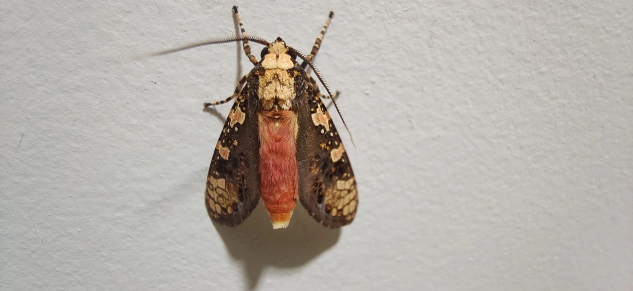 Cresera, insetos, fotografado em Maresias, São Sebastião